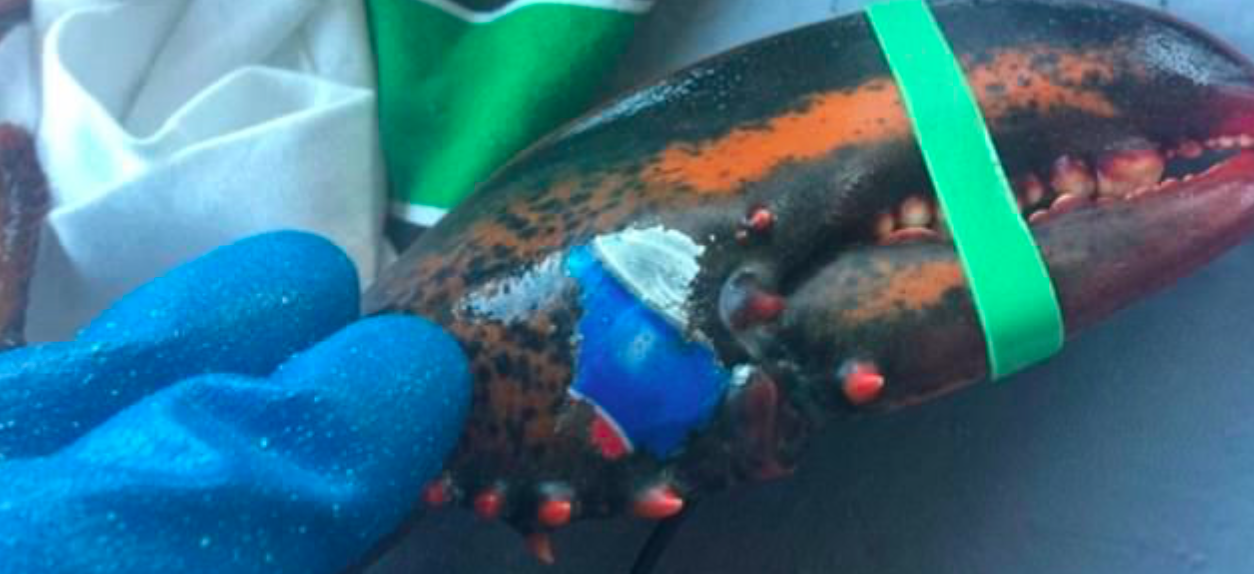 Ocean pollution: Pepsi logo found plastered on lobster’s claw