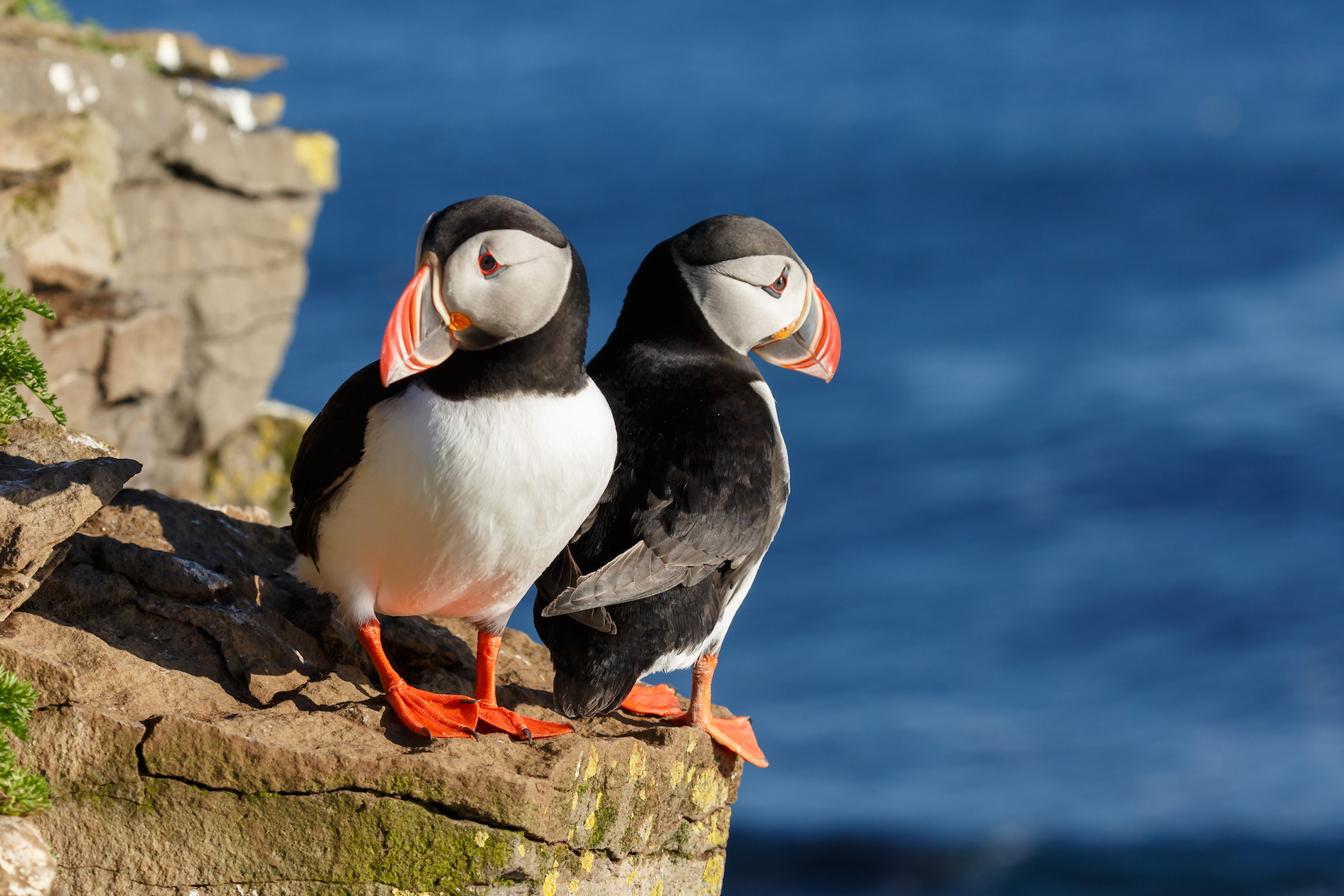 Puffins who have to migrate farther often struggle with breeding