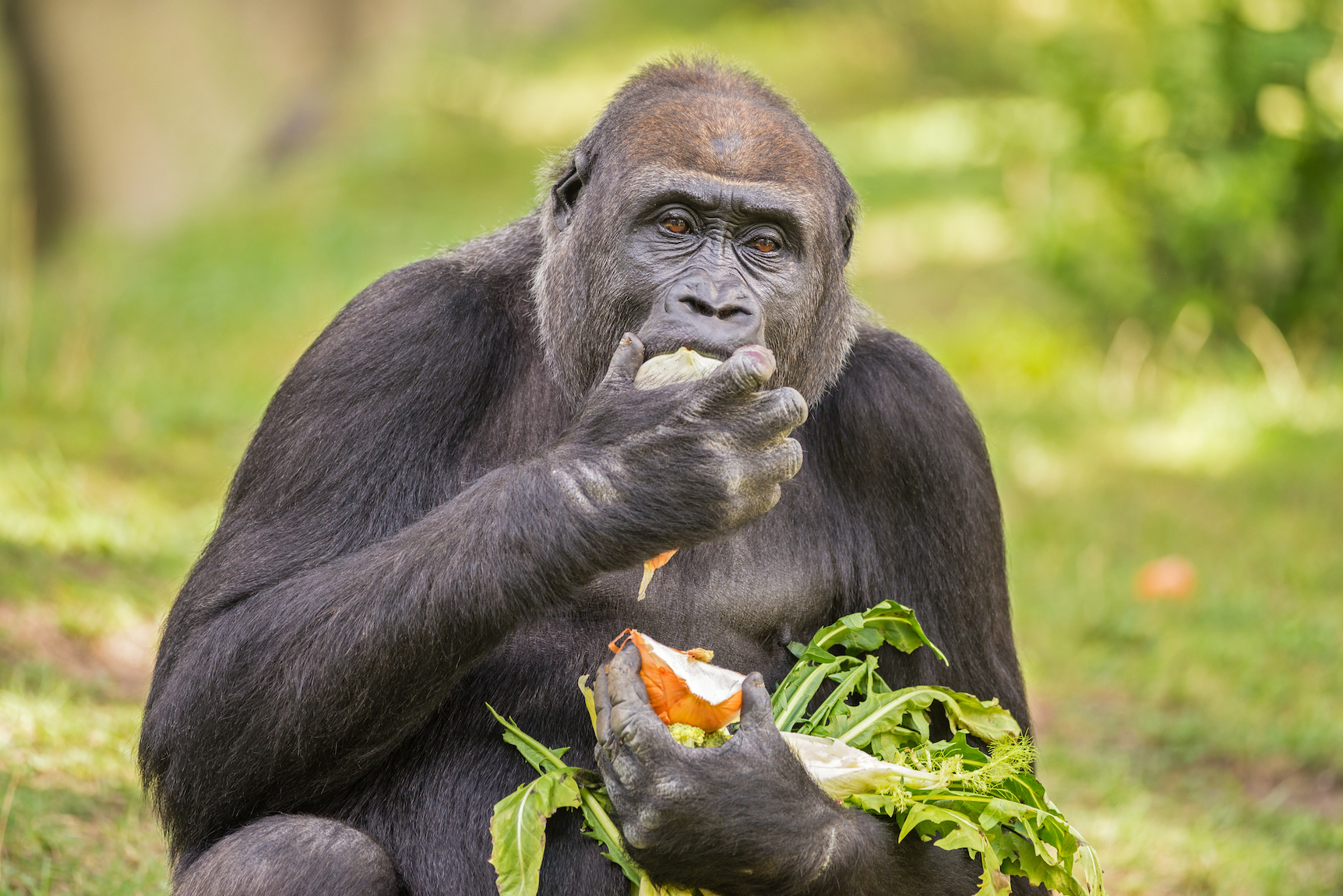 Gorillas have the natural instinct to clean their food