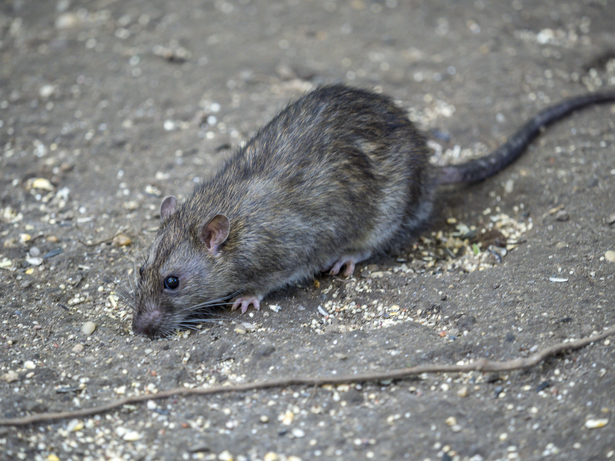 Genetic modification could manage rat populations