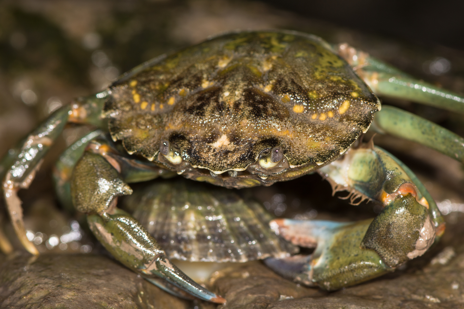 Green shore crab thrives in harsh conditions thanks to its gills