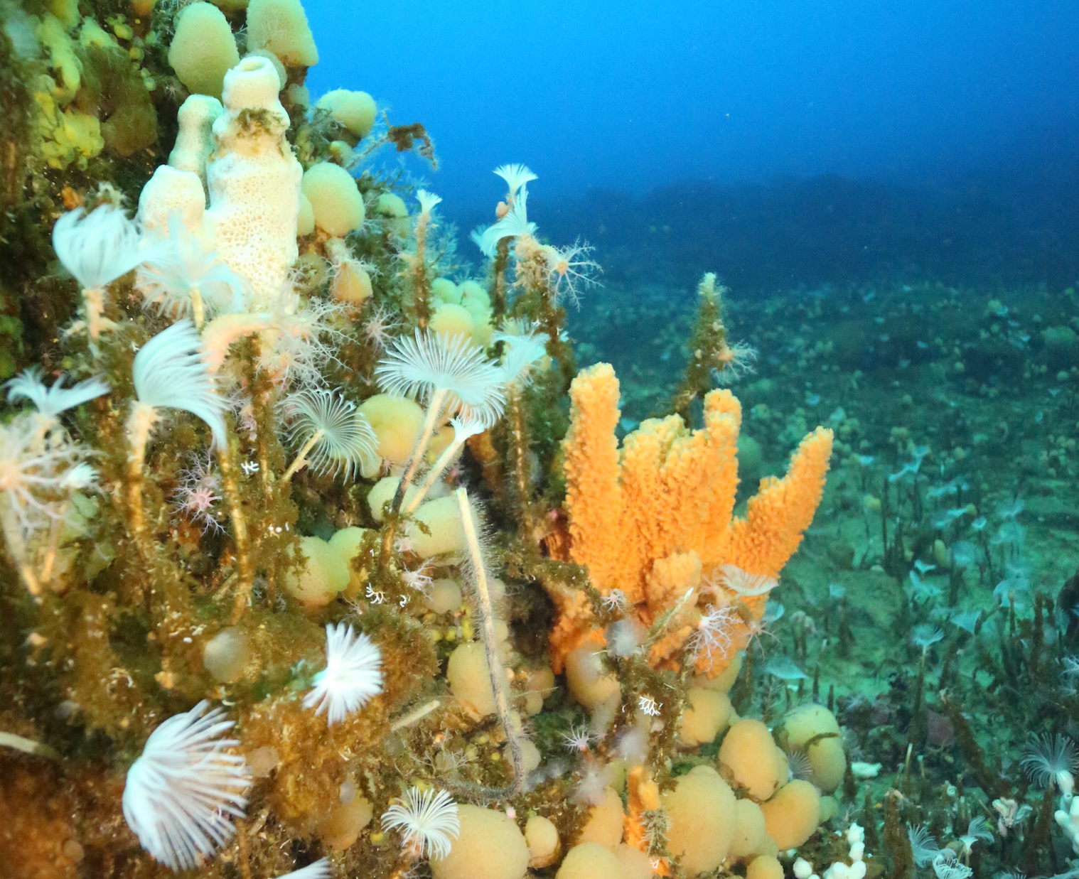 Satellite data reveals vibrant life on the Antarctic seafloor