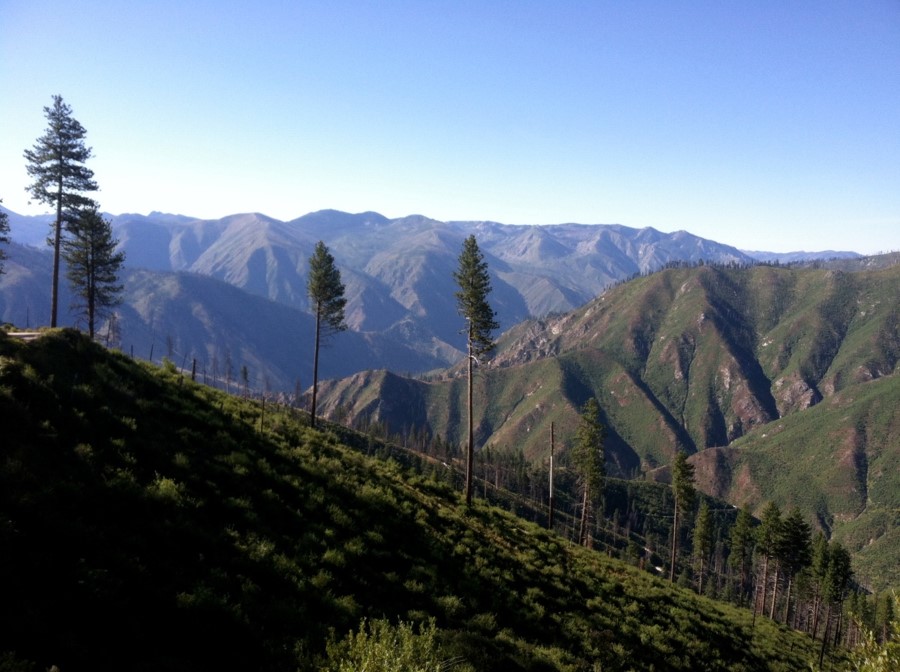 Forests are now less capable of bouncing back after wildfires
