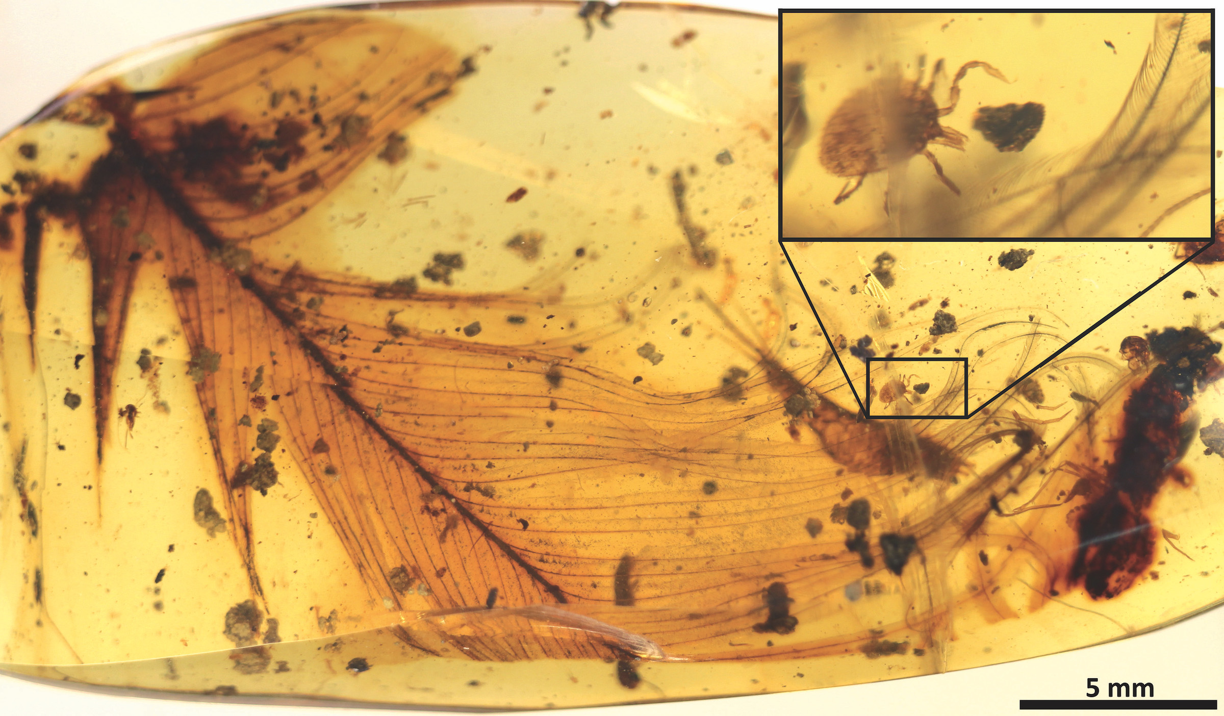 Ticks trapped in amber tell a hundred million year old story