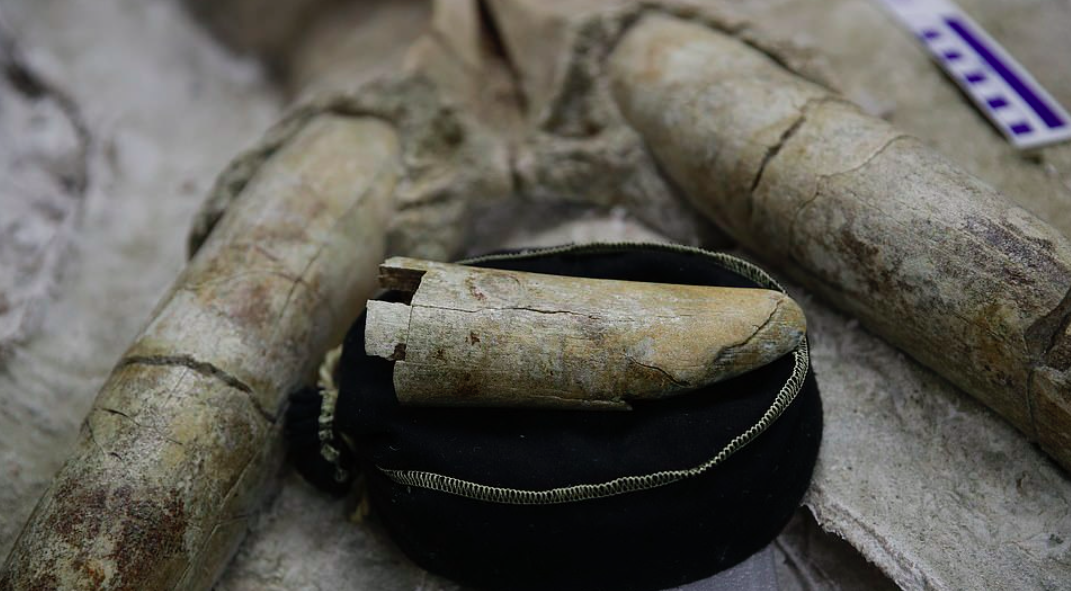 LA construction workers find fossils of 10,000 year old creature