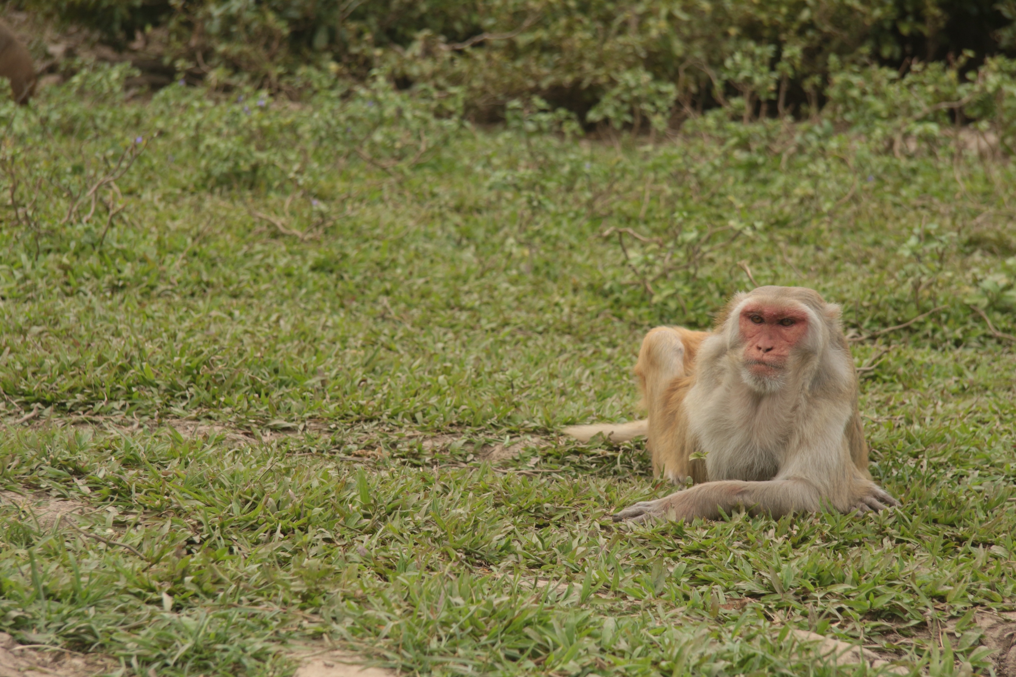 Some monkeys are loners by nature, and maybe that’s OK