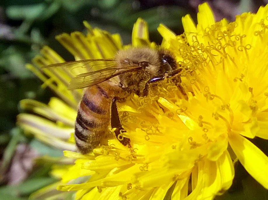 Bees face double whammy of pesticides and lack of nutrition