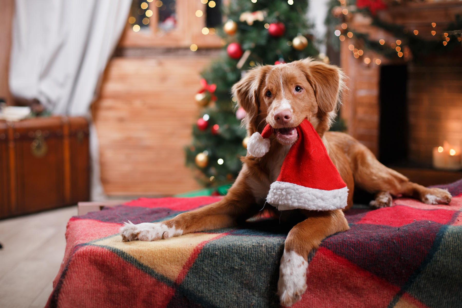 Dogs are most at risk of chocolate poisoning around Christmas
