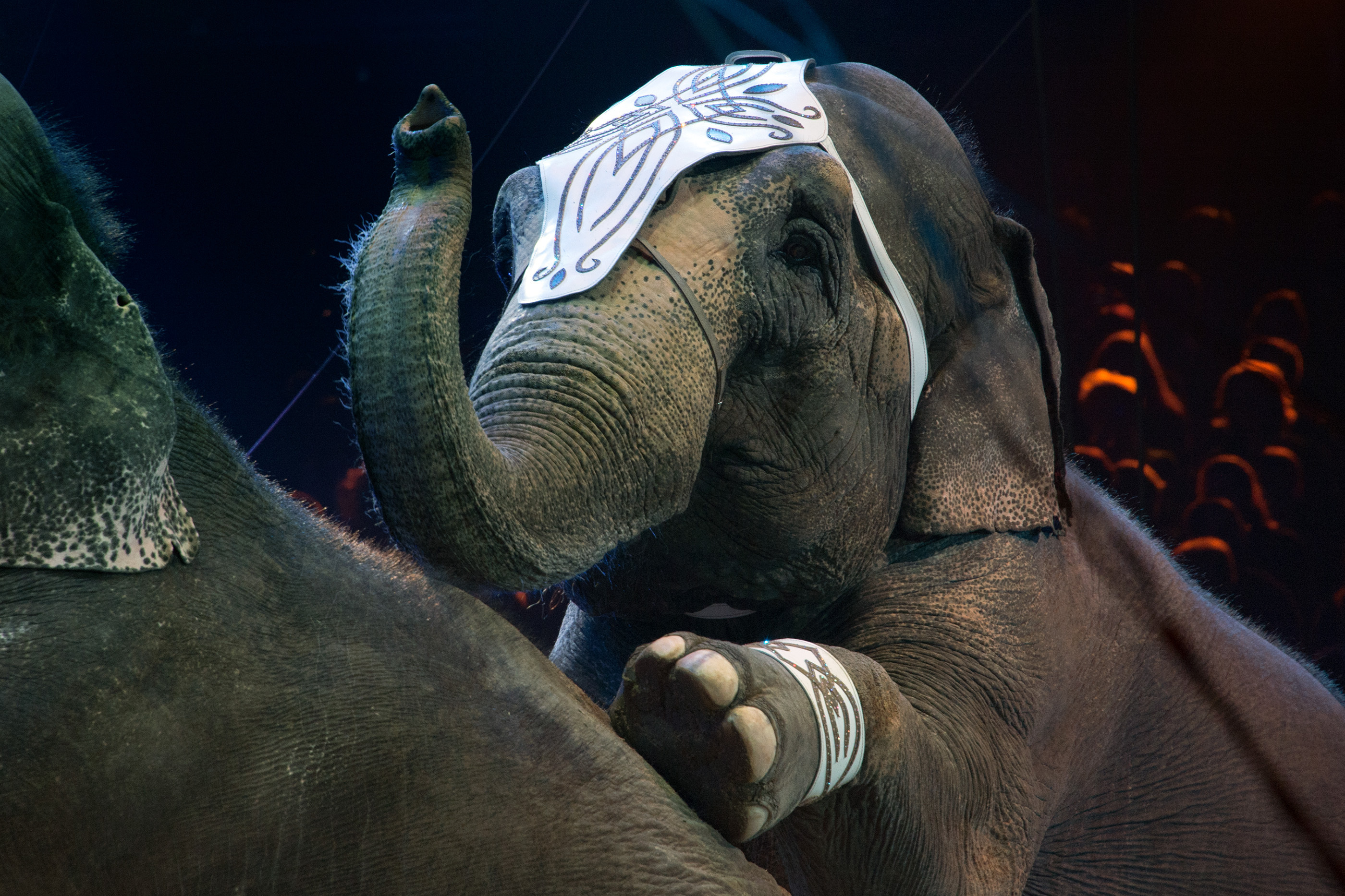 Scotland bans the use of wild animals in circuses