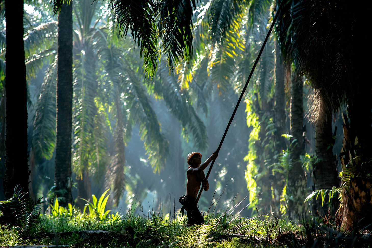 Oil palm plantations damage ecosystems in a number of ways