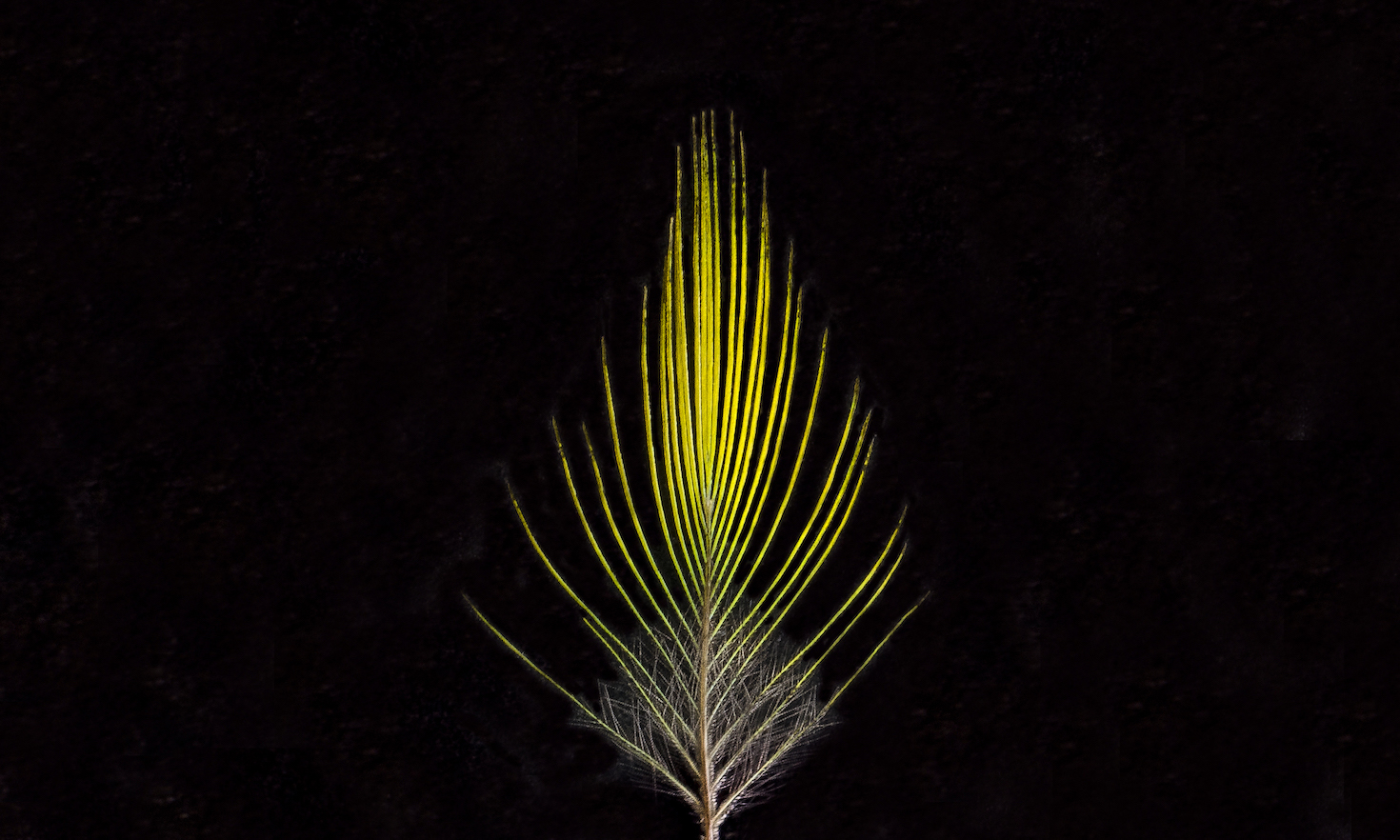 First-ever hybrid bird species in the Amazon revealed