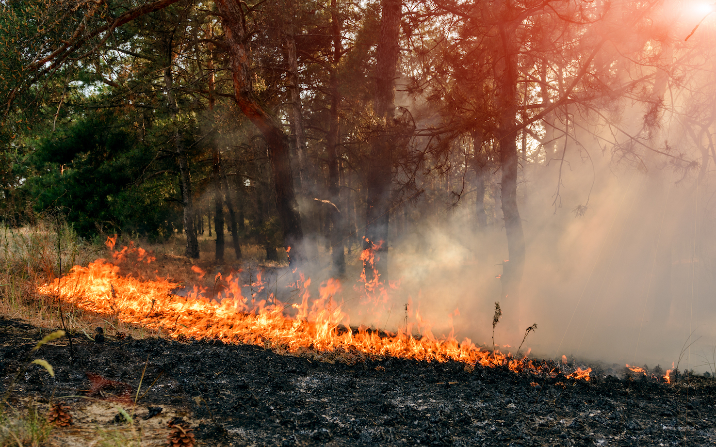 Wet winters may actually lead to more small wildfires