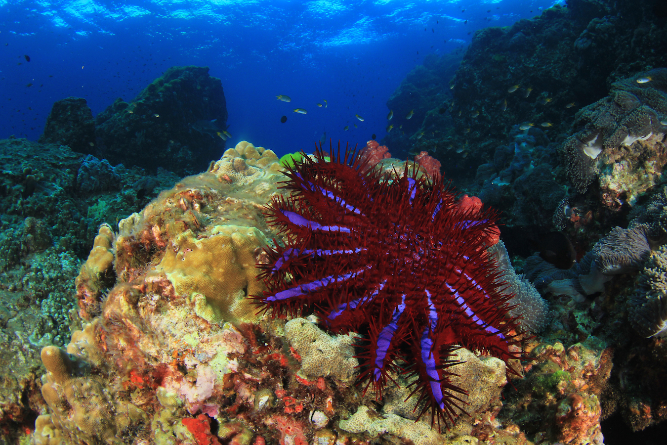 Crown-Of-Thorns starfish outbreaks damage coral reefs