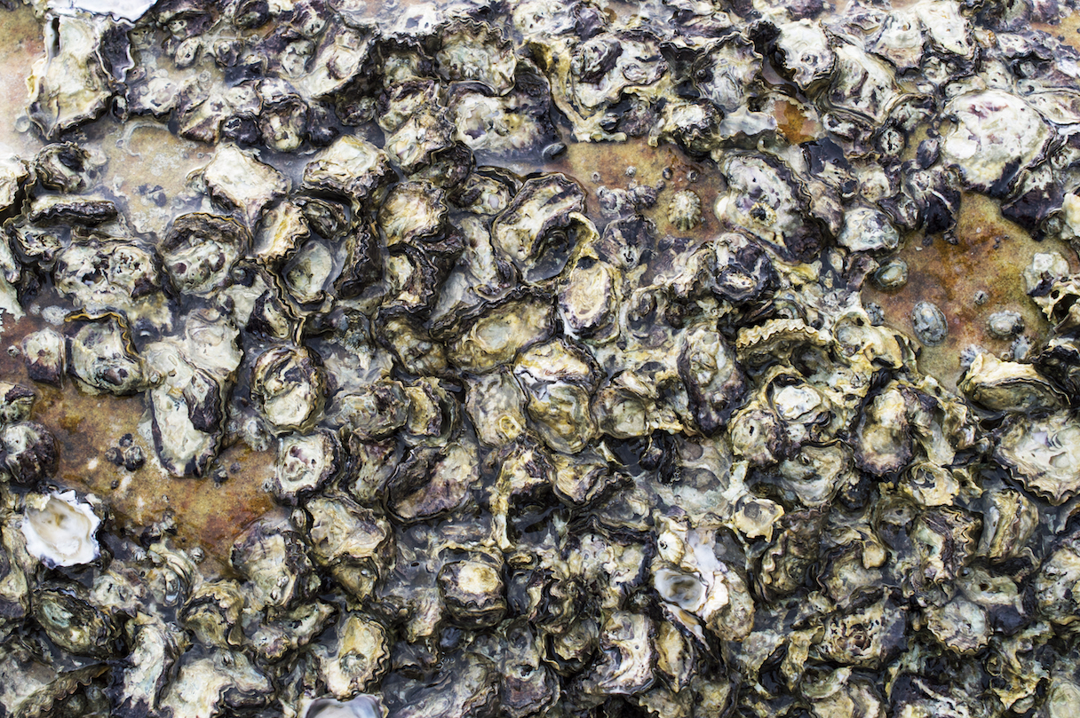 Oyster reefs and living shorelines offer protection from storms