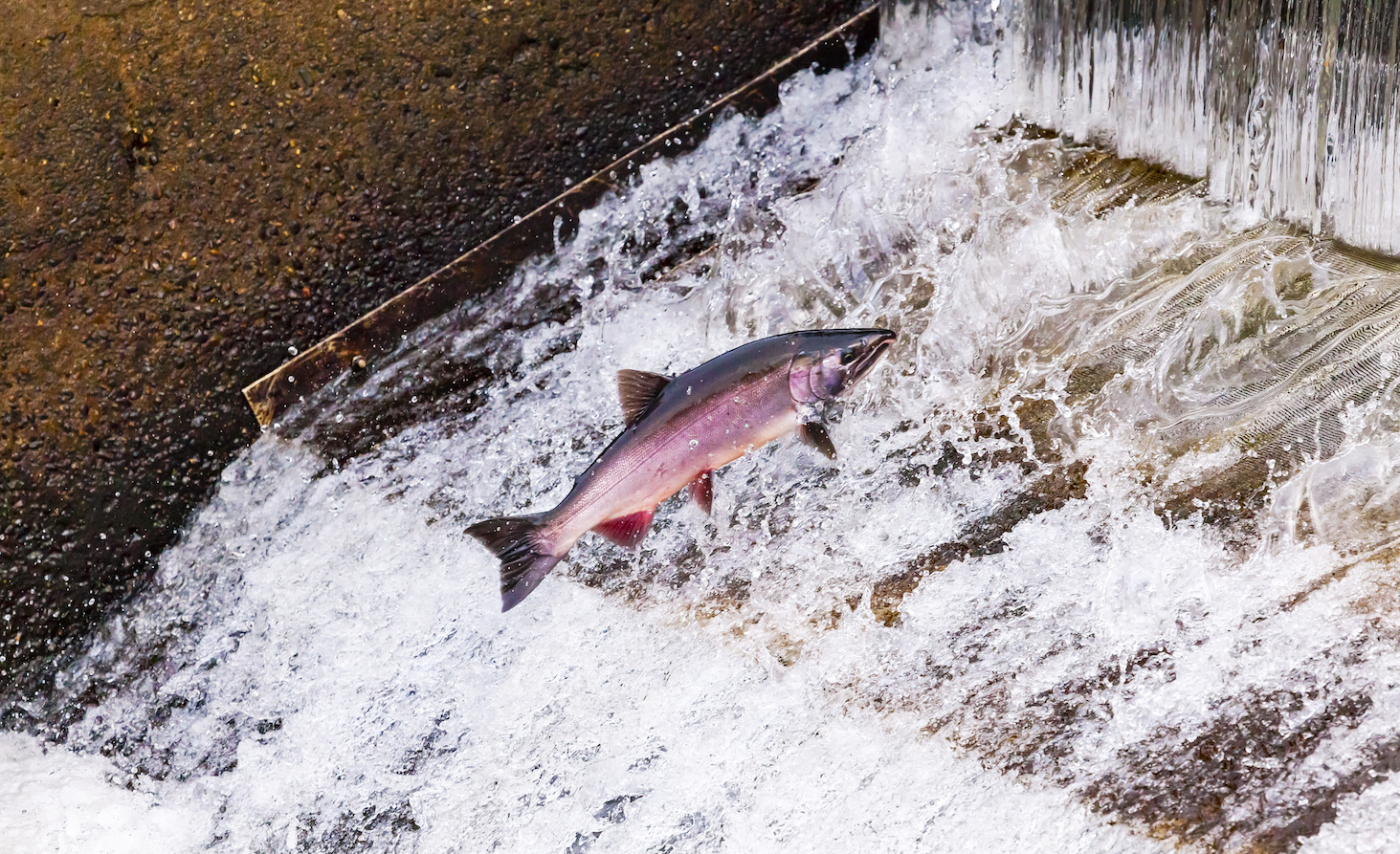 California hatchery loses thousands of salmon after drought