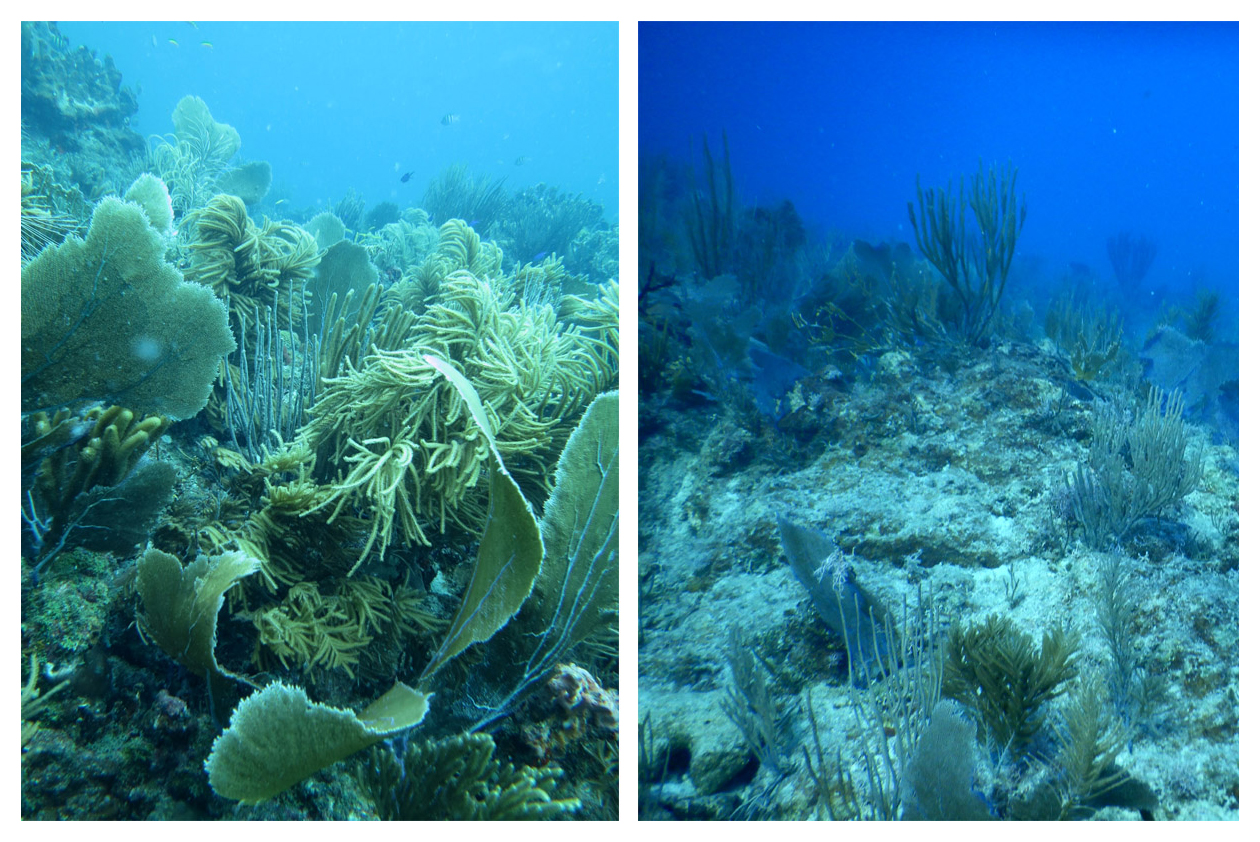 Despite hurricane damage, coral reefs remain resilient