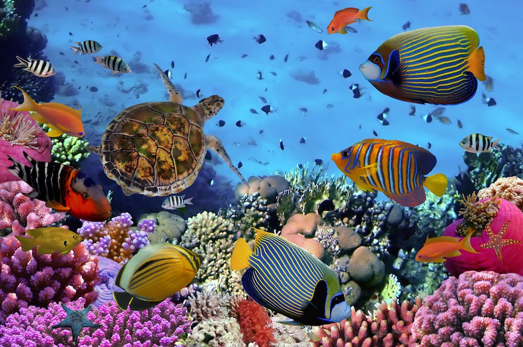 Restoring coral reefs benefits entire ecosystems and economies