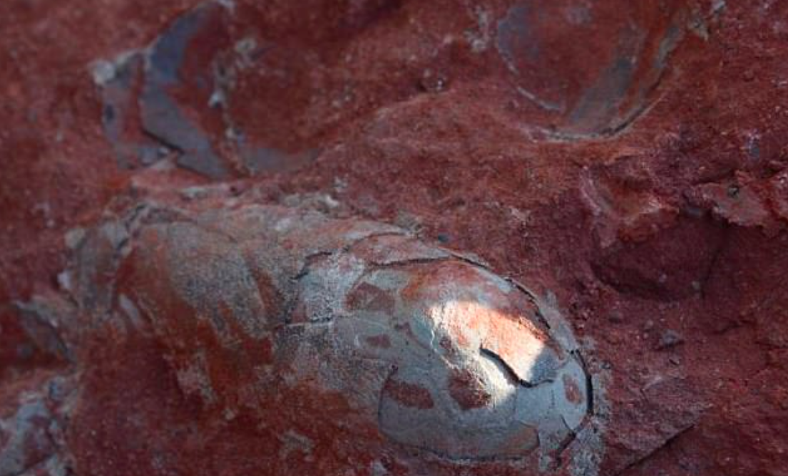 Fossilized dinosaur eggs found at construction site in China