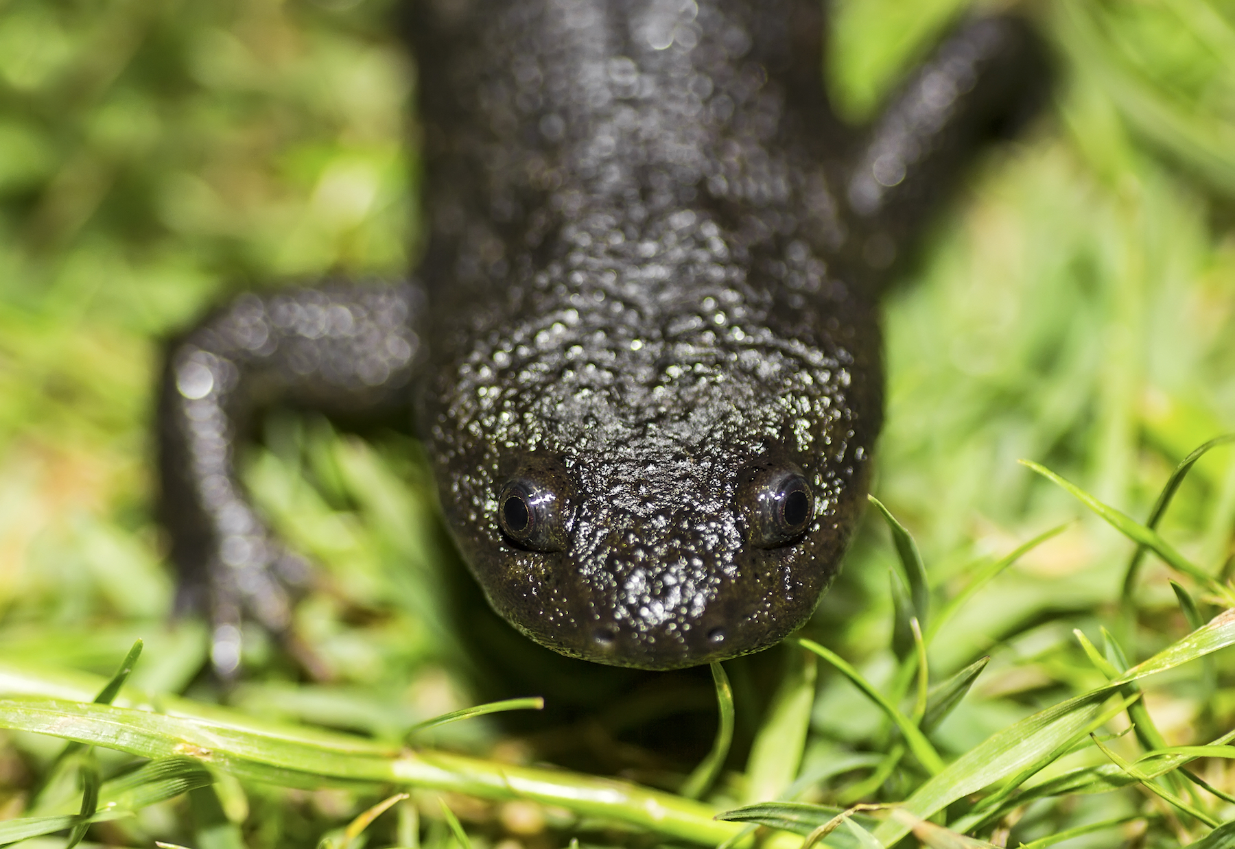 Salamander genome may hold the key to human limb regeneration