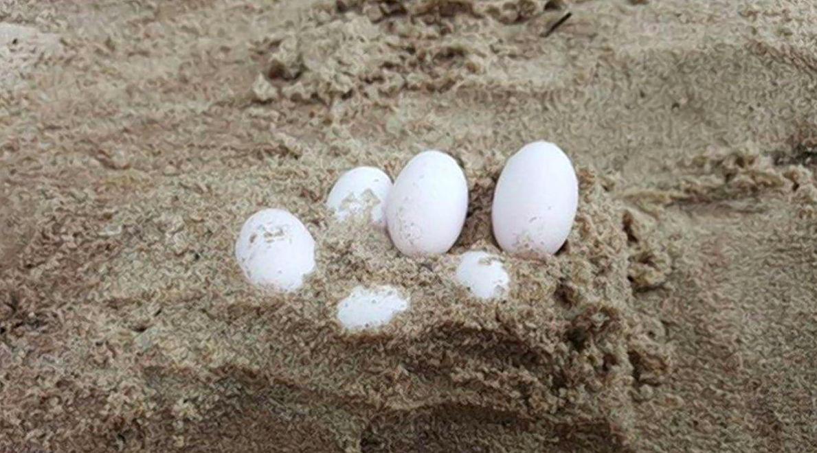 Eggs found at Australian school may belong to deadly snake
