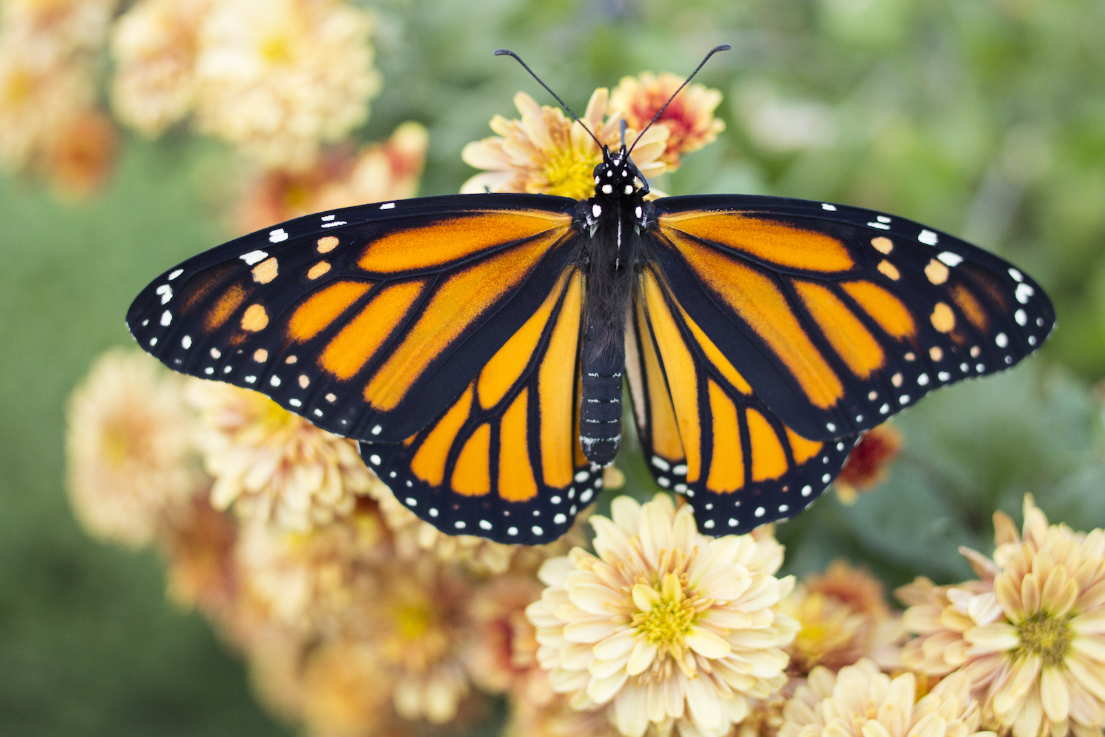 Is specimen collection necessary for science and conservation?