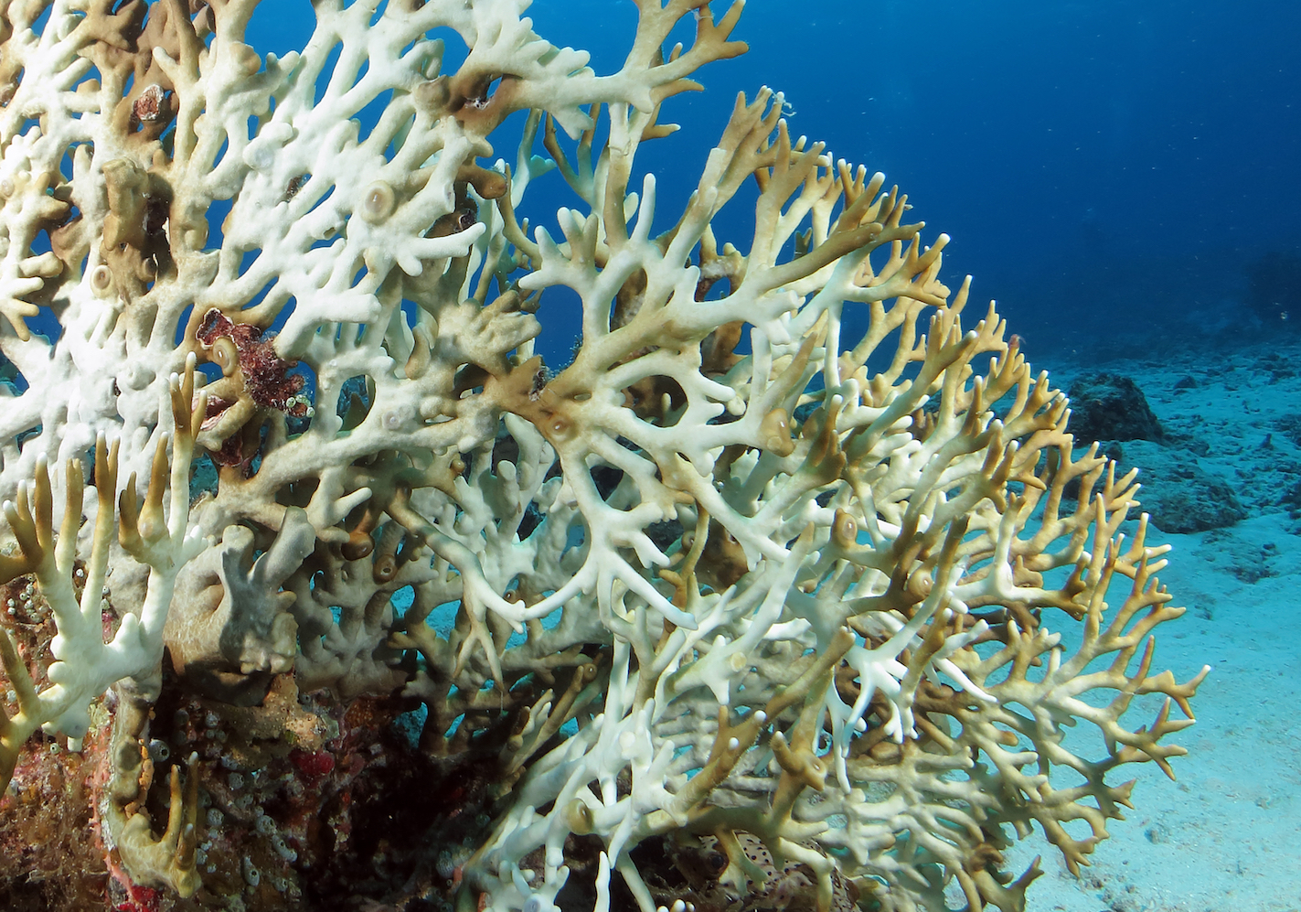 Scientists urge action as mass coral bleaching becomes common