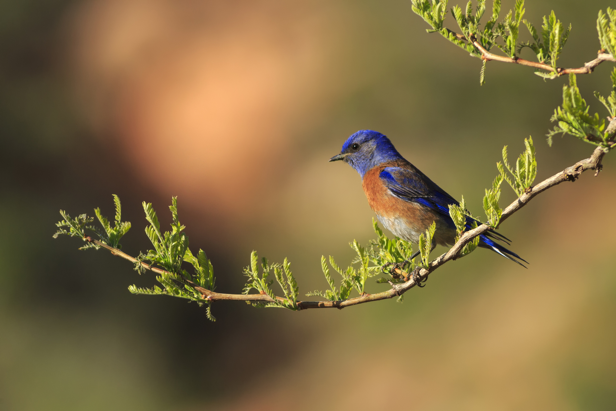 Noise pollution impacting reproduction for birds