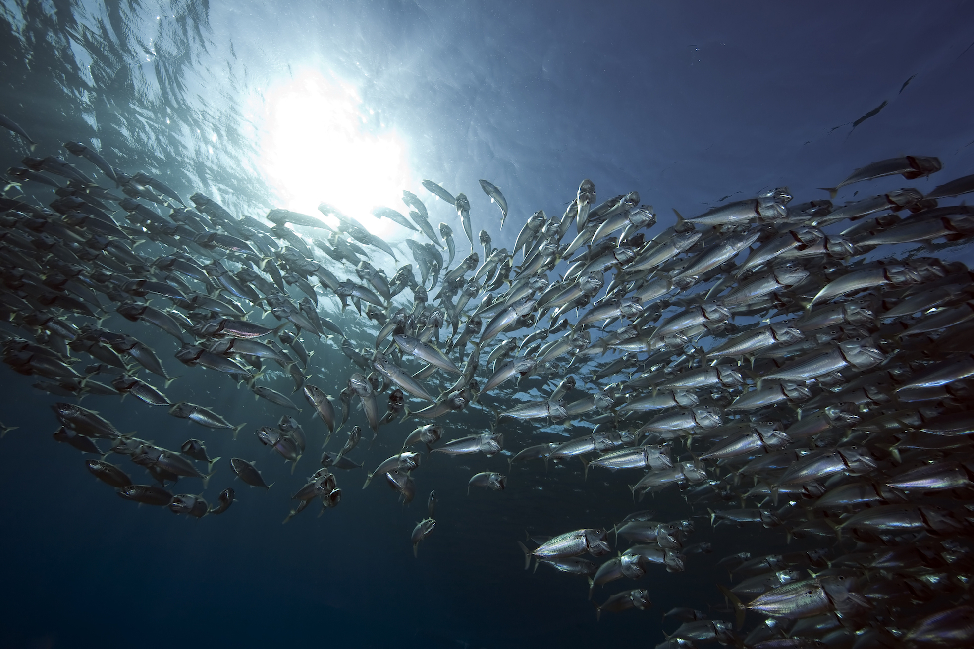Marine food webs could collapse under future climate change