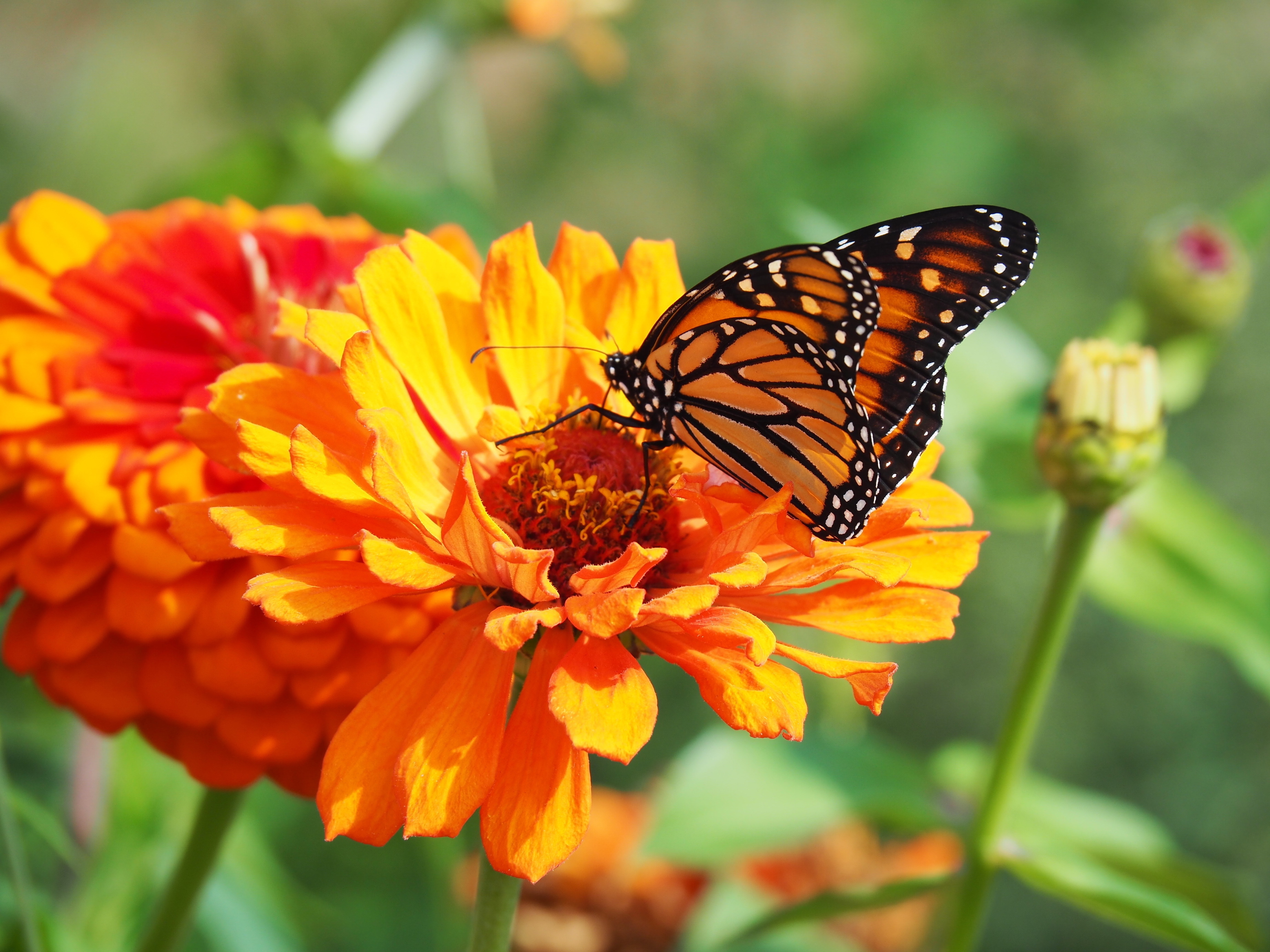 Fossils show butterflies existed before flowers