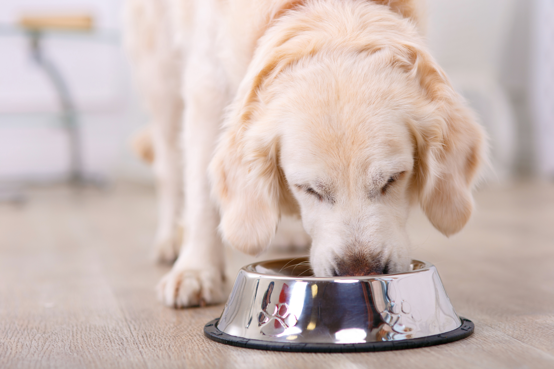 Feeding your pet a raw meat diet could be dangerous