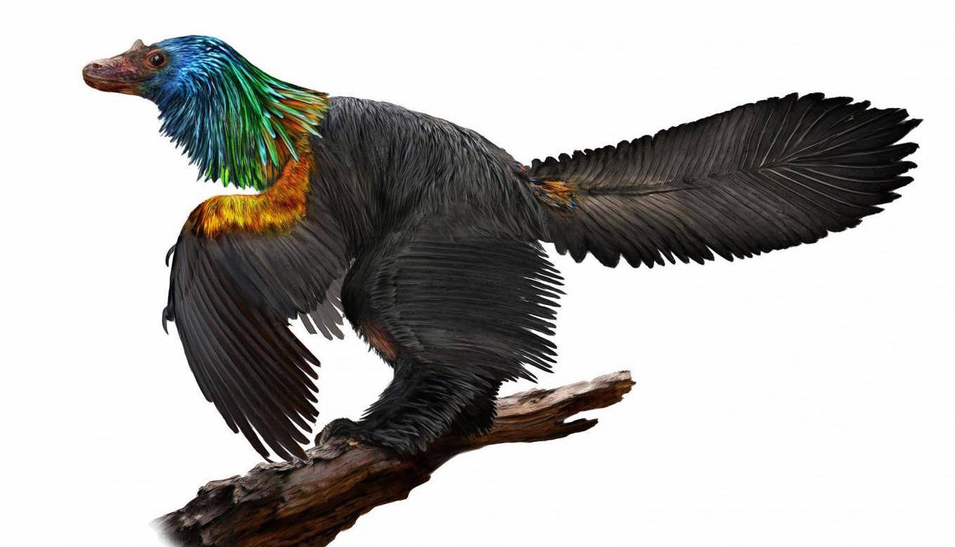 161 million-year-old dinosaur had bright rainbow feathers
