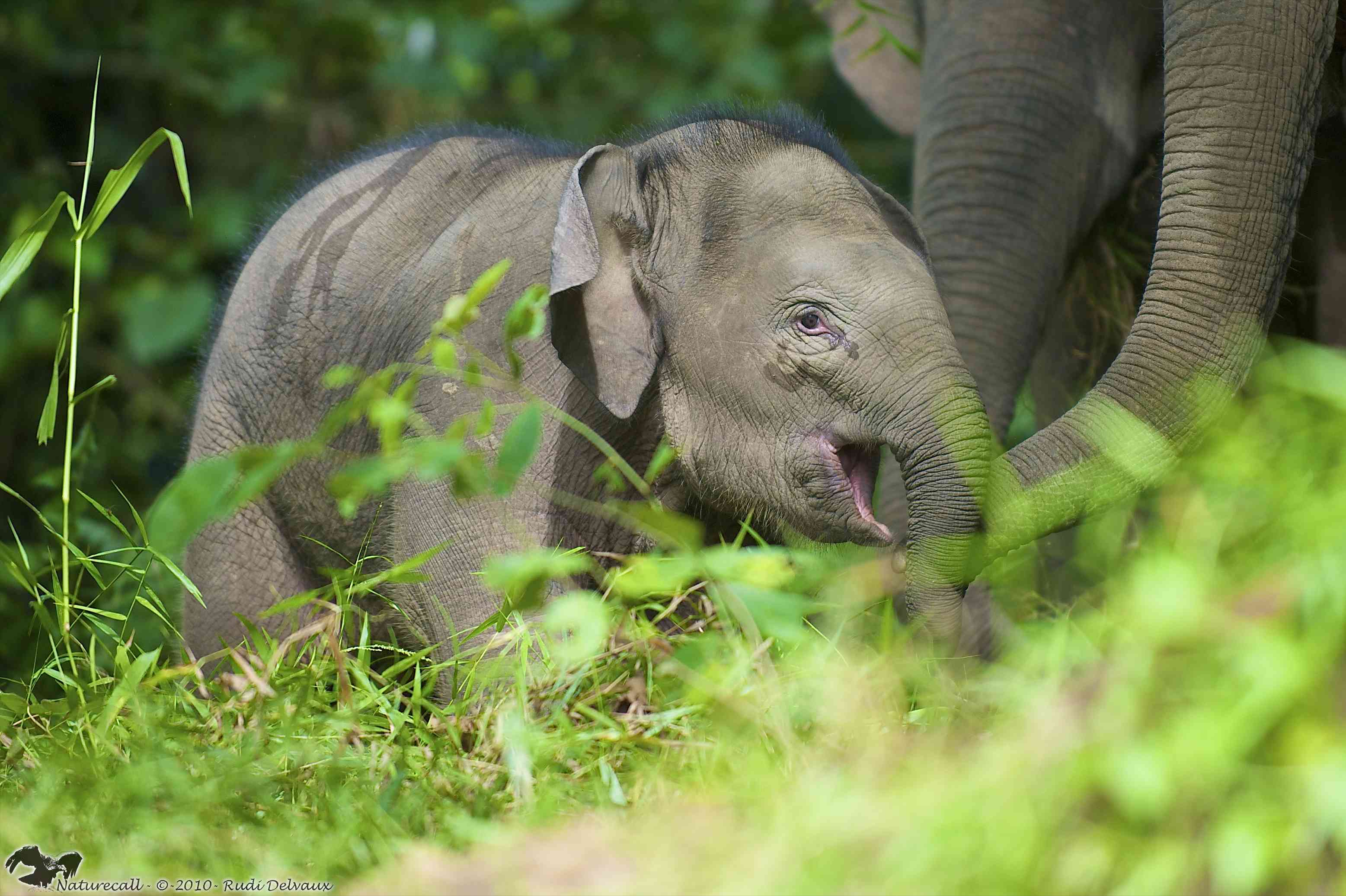 How did Bornean elephants originally get onto the island?