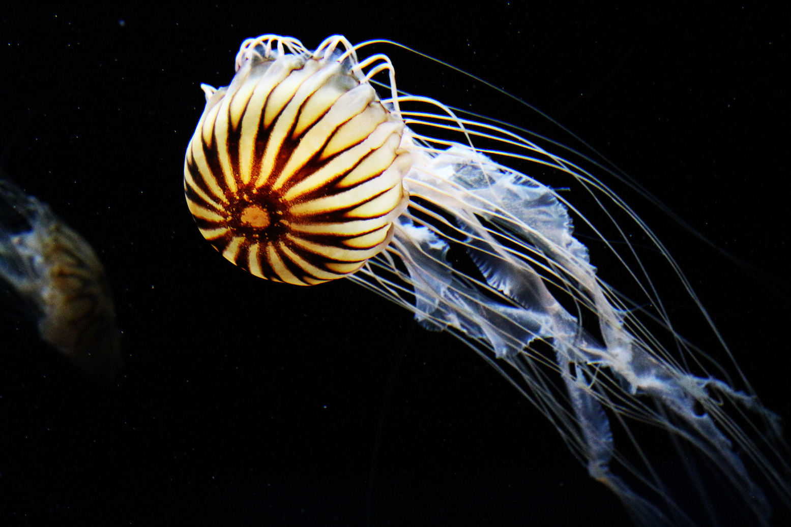 What caused animals to suddenly diversify on Earth?