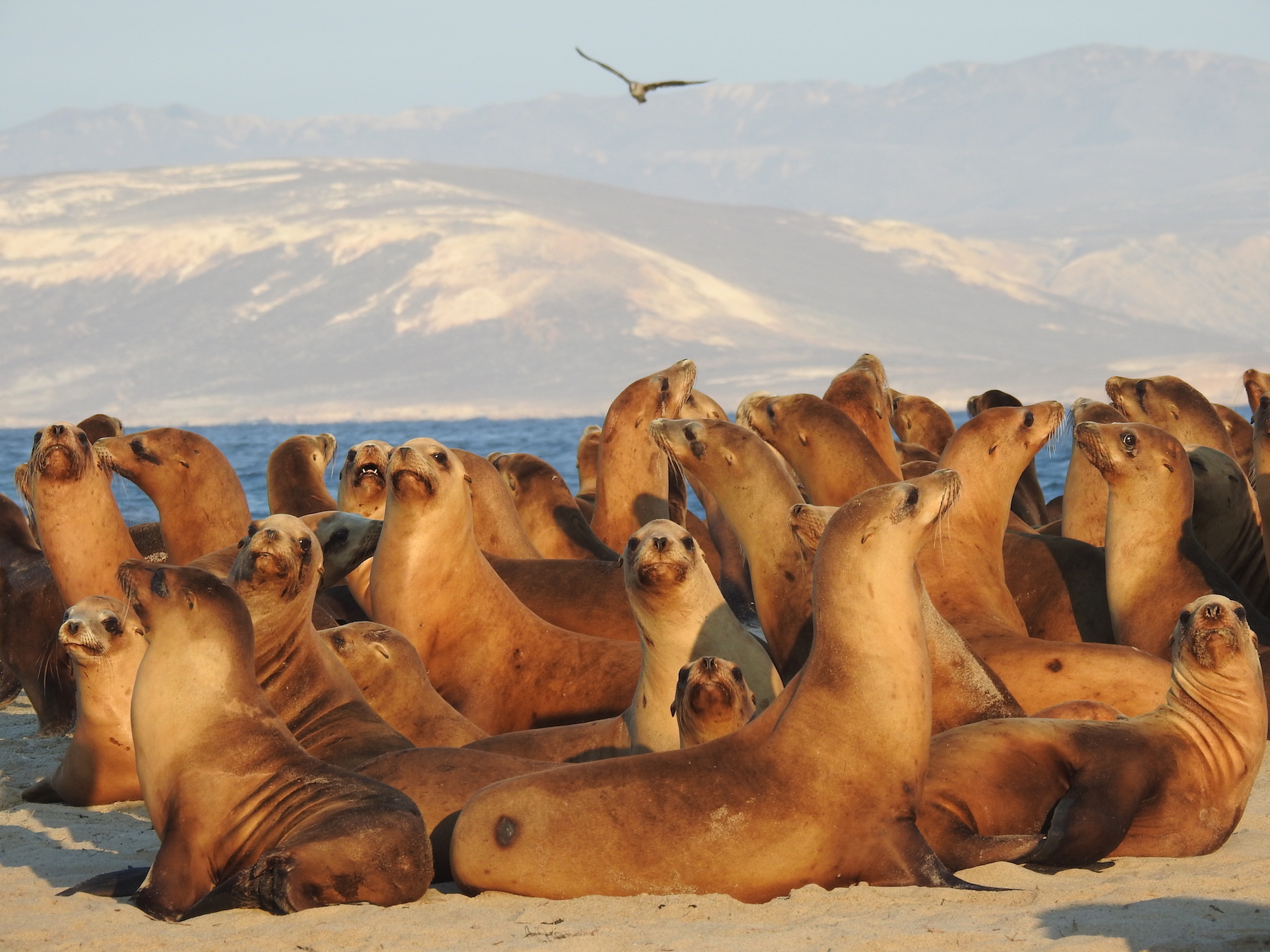 California sea lion populations make a massive comeback