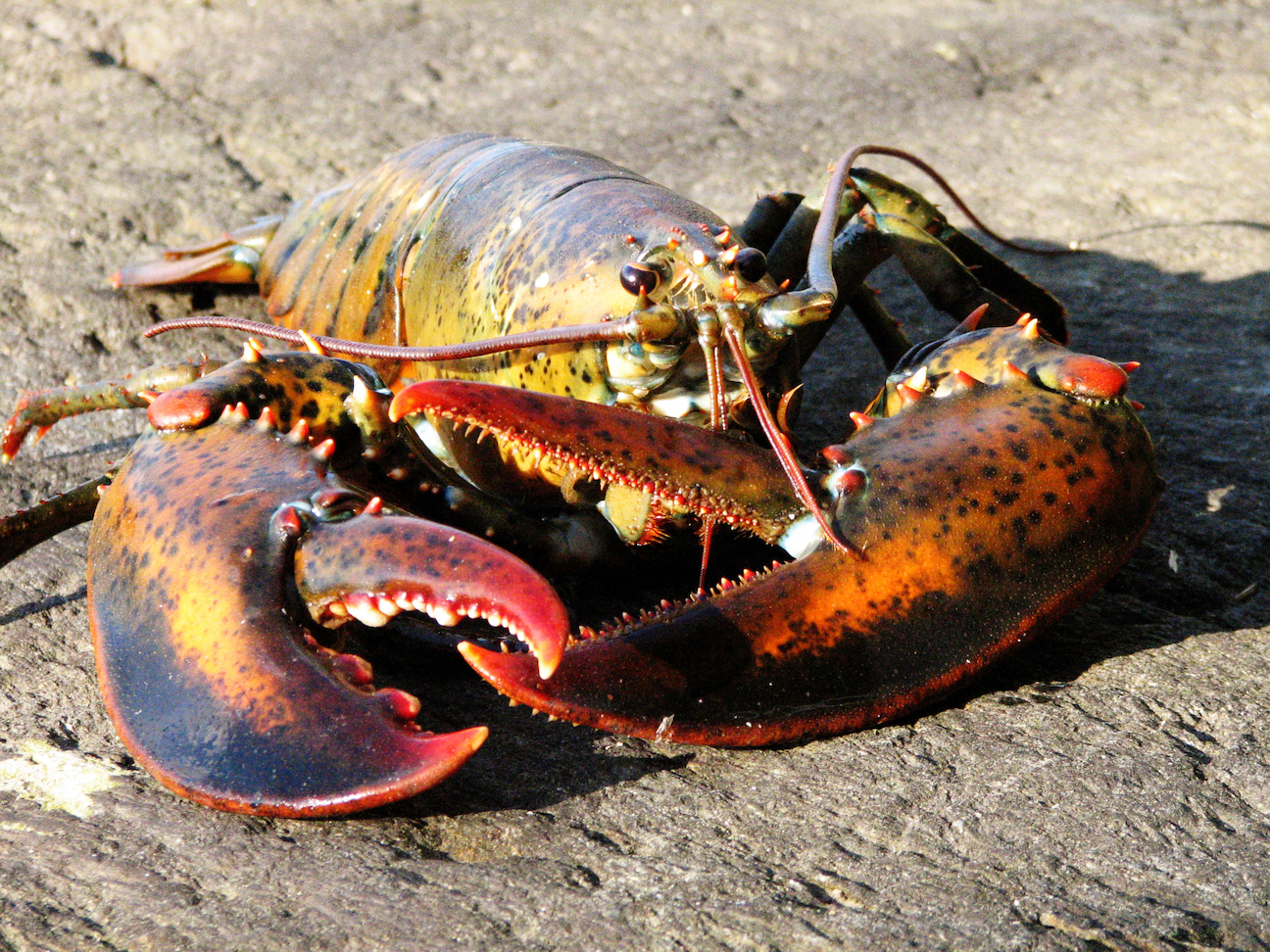 Conservation efforts help make lobster populations resilient