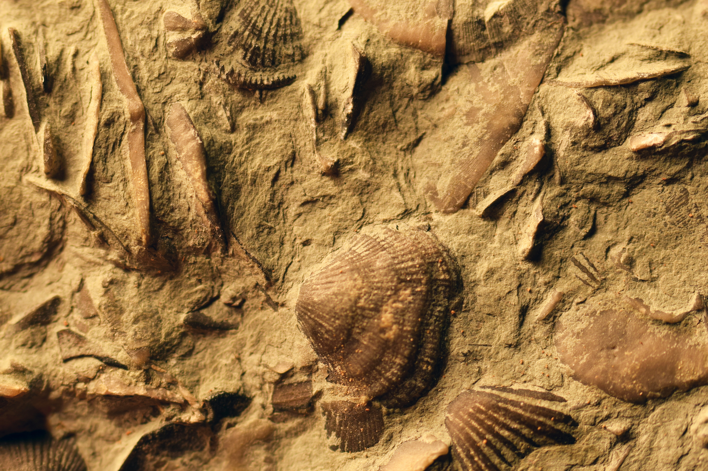 The science and art of recovering and preparing fossils