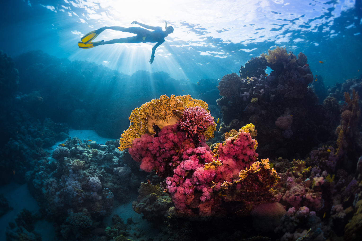 Corals have weaker immunity as the climate warms