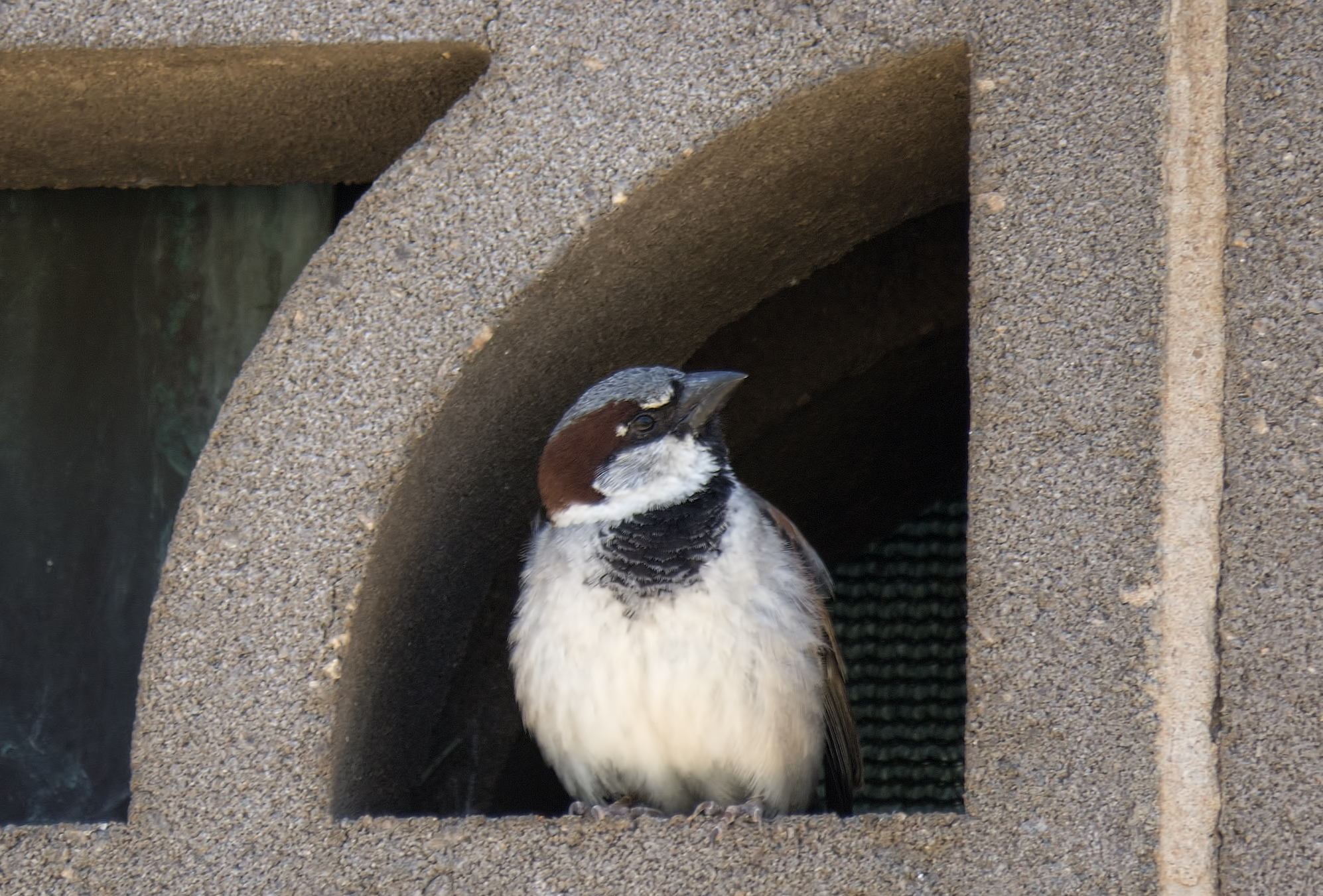 Global warming may actually cause birds to shrink
