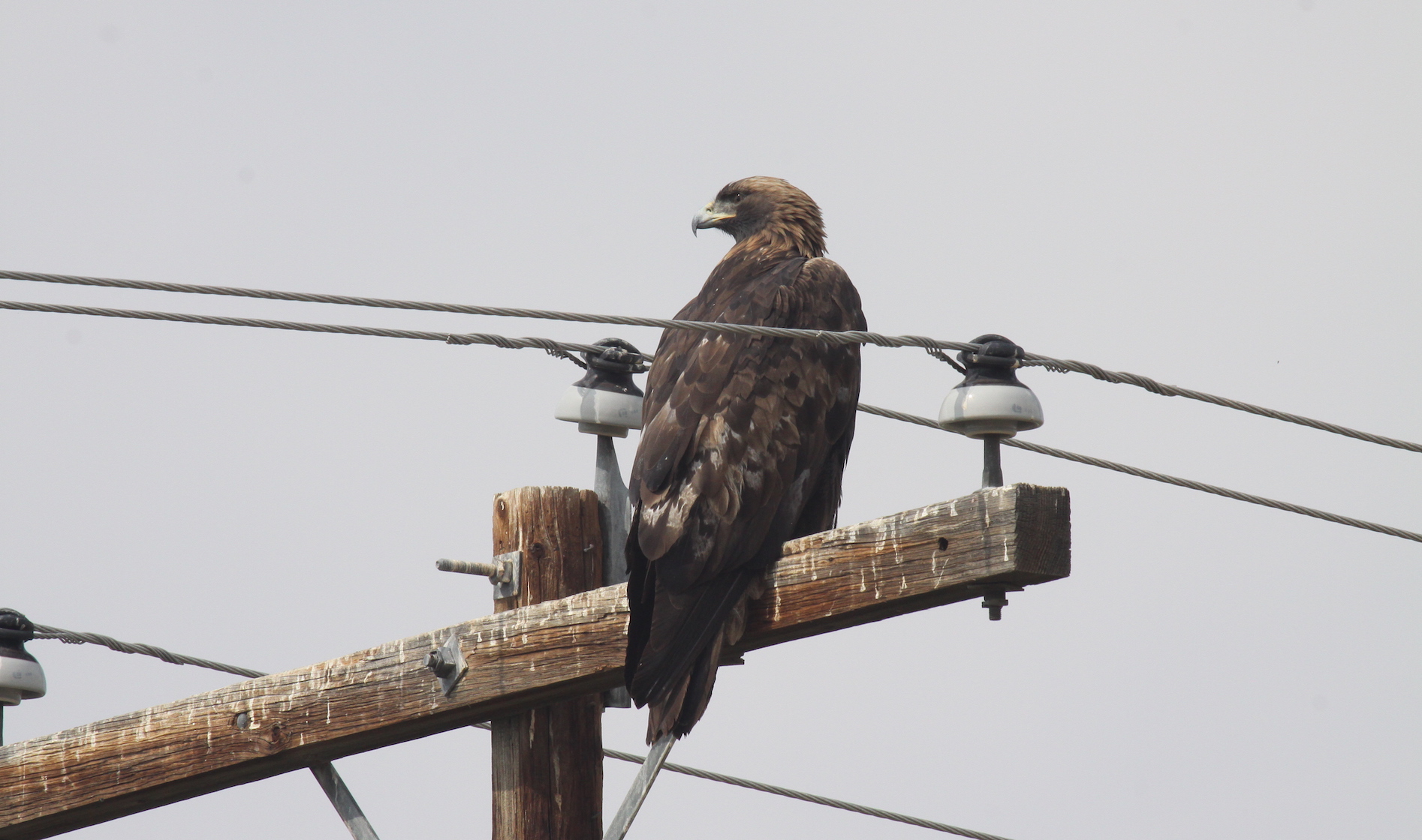 Preventing eagles from getting electrocuted by power poles