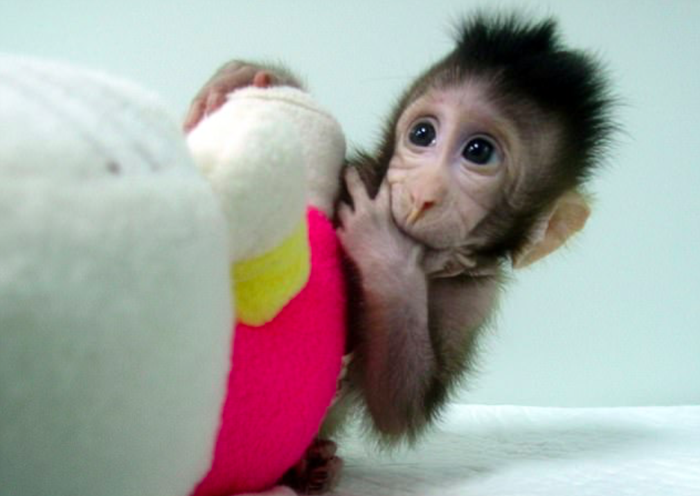 Two adorable monkeys successfully cloned in China