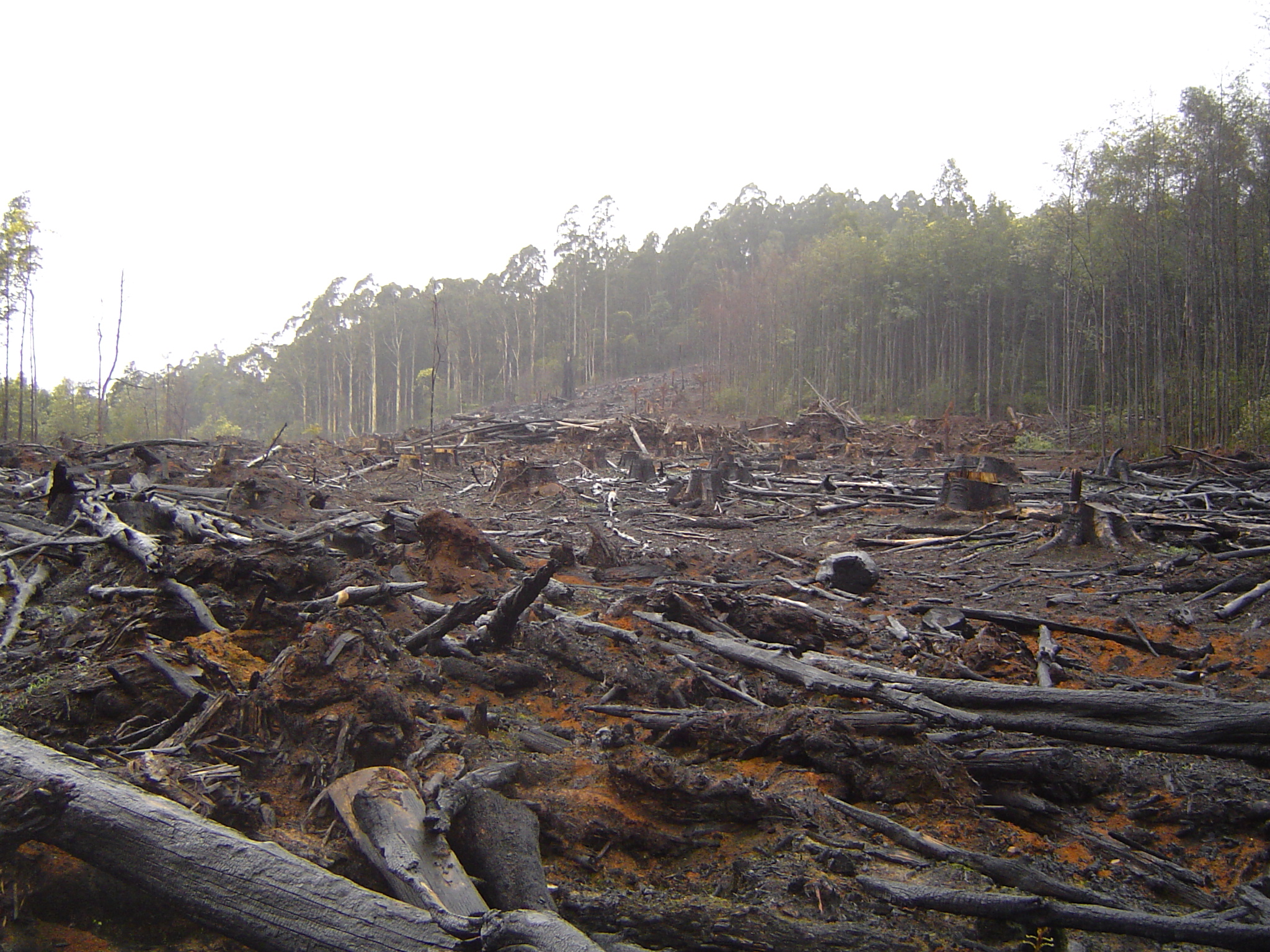 Large companies are falling short of zero-deforestation promises
