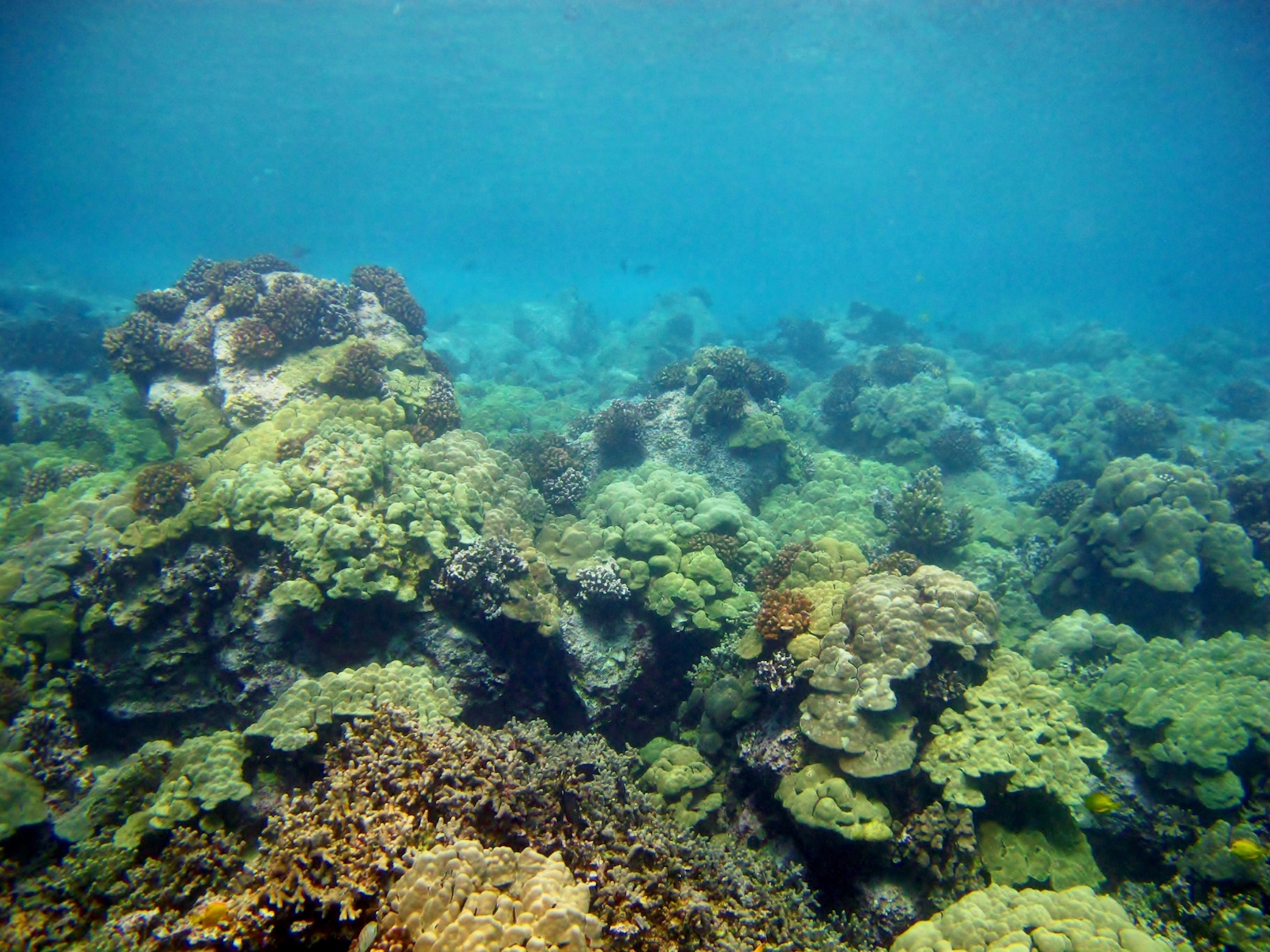 Ocean acidification is eating away at the skeletons of coral