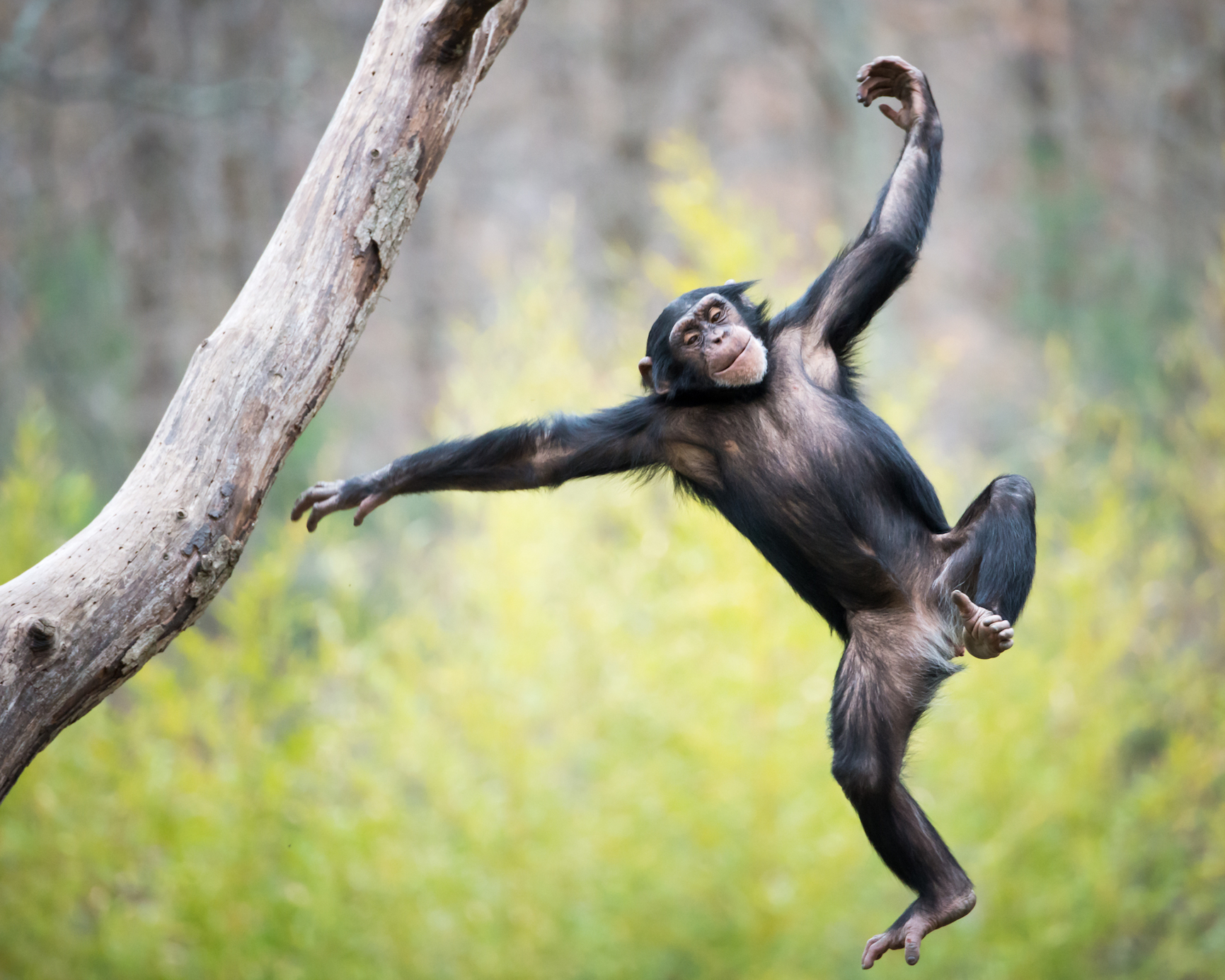 Small differences in gene regulators separate humans and chimps