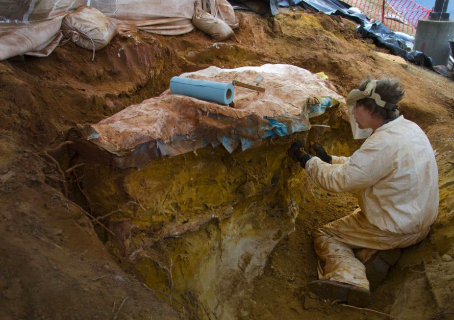 Parking lot stone preserved 100 million year old animal tracks