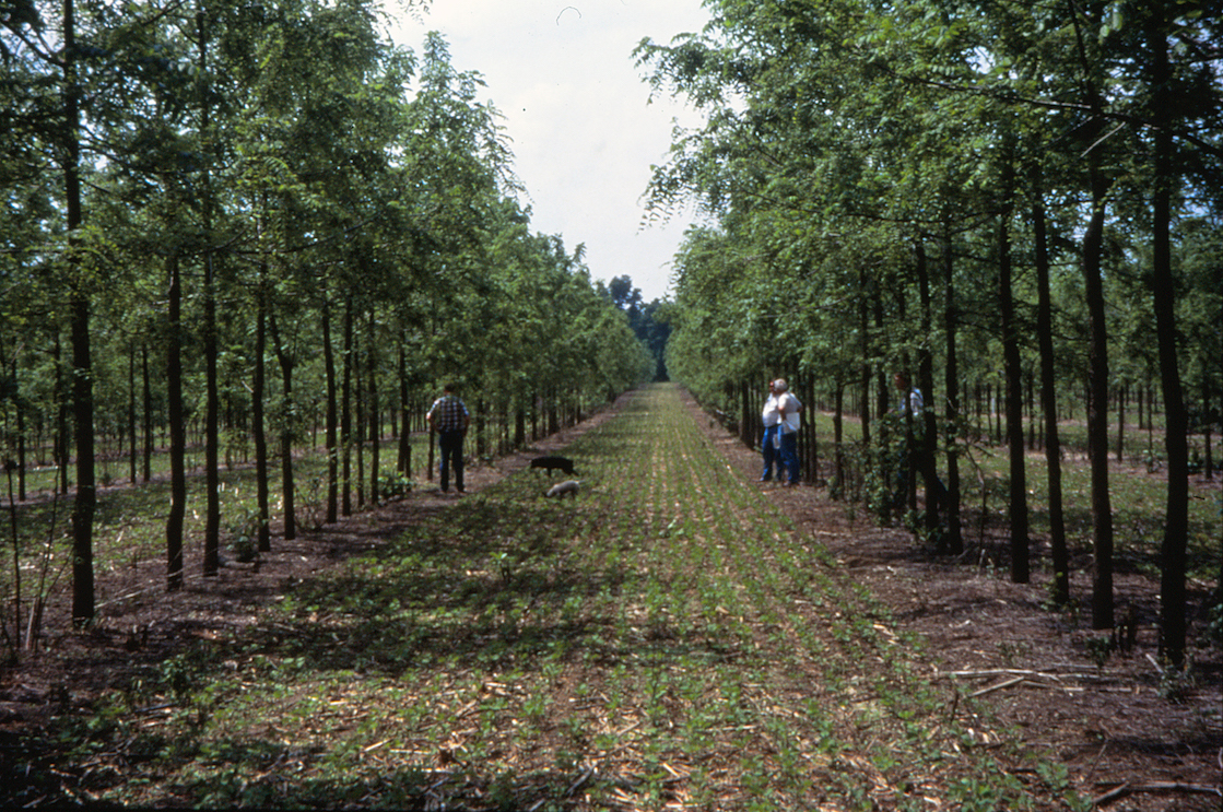 Agroforestry could help agriculture mitigate climate change