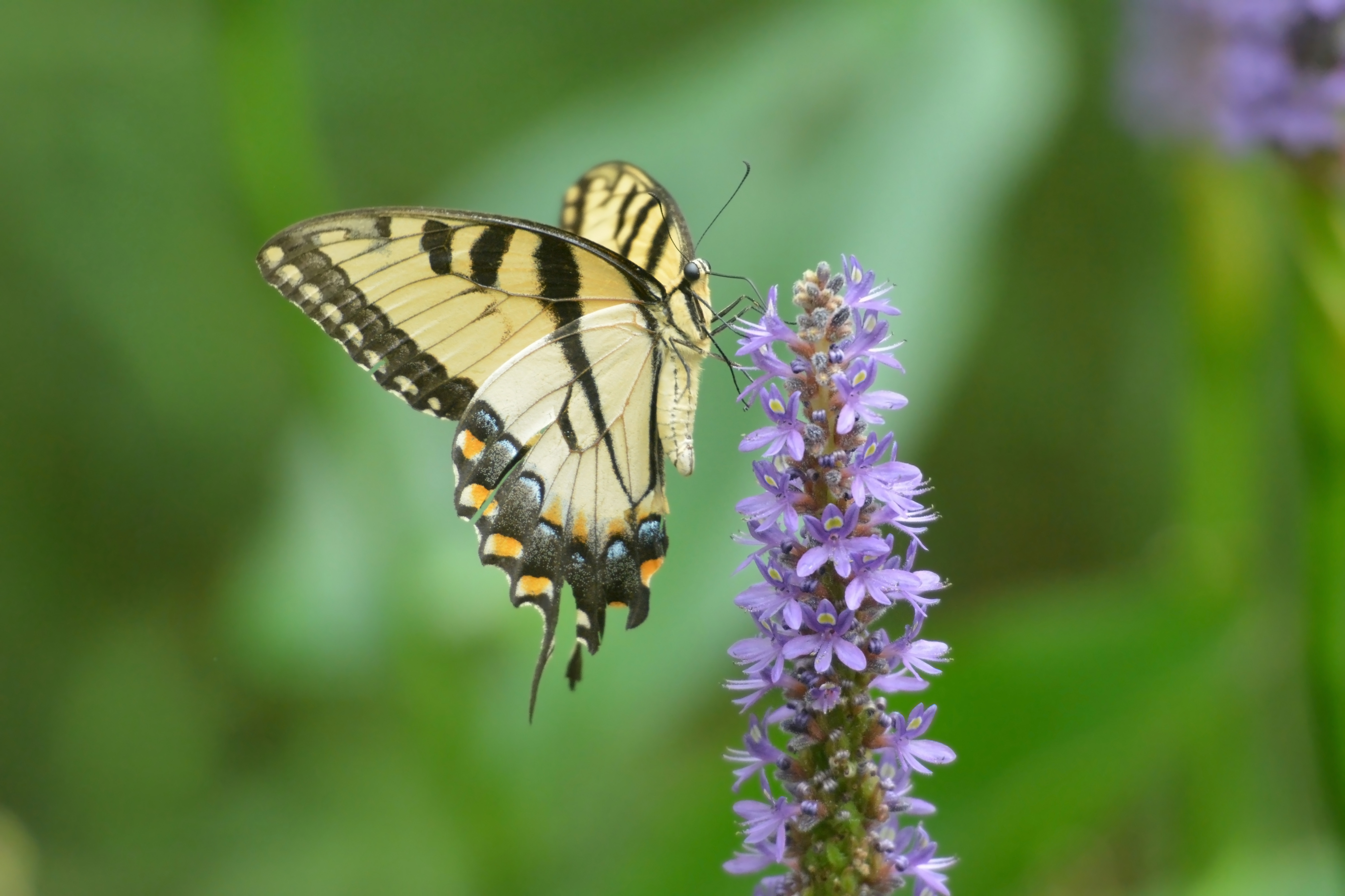Shifting seasons and changing weather are altering ecosystems