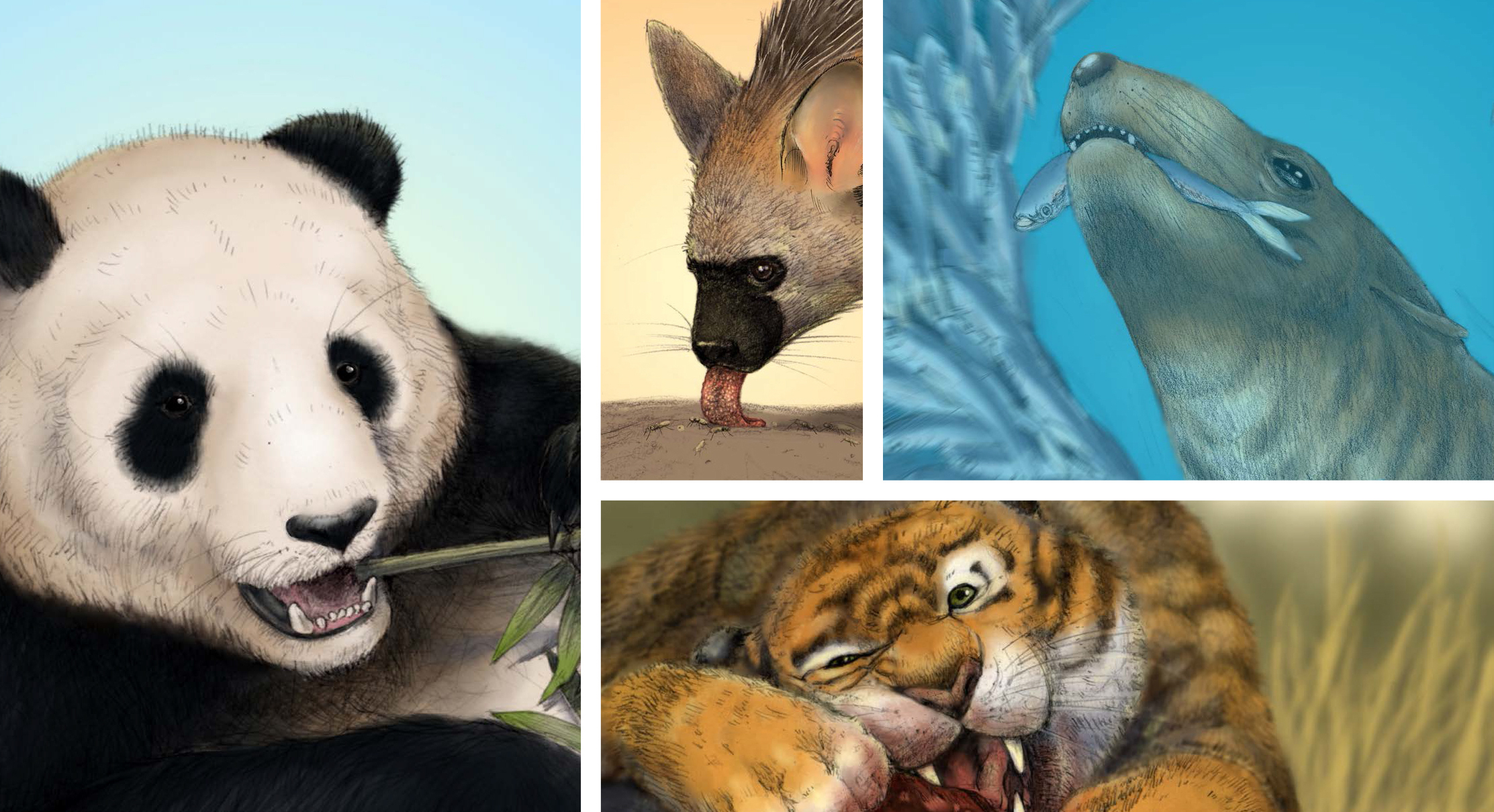 Carnivore skull shape influenced by more than just diet