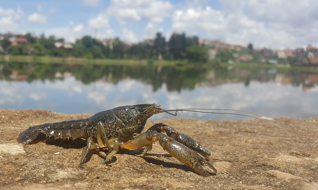 Invasive new species of crayfish are cloning themselves