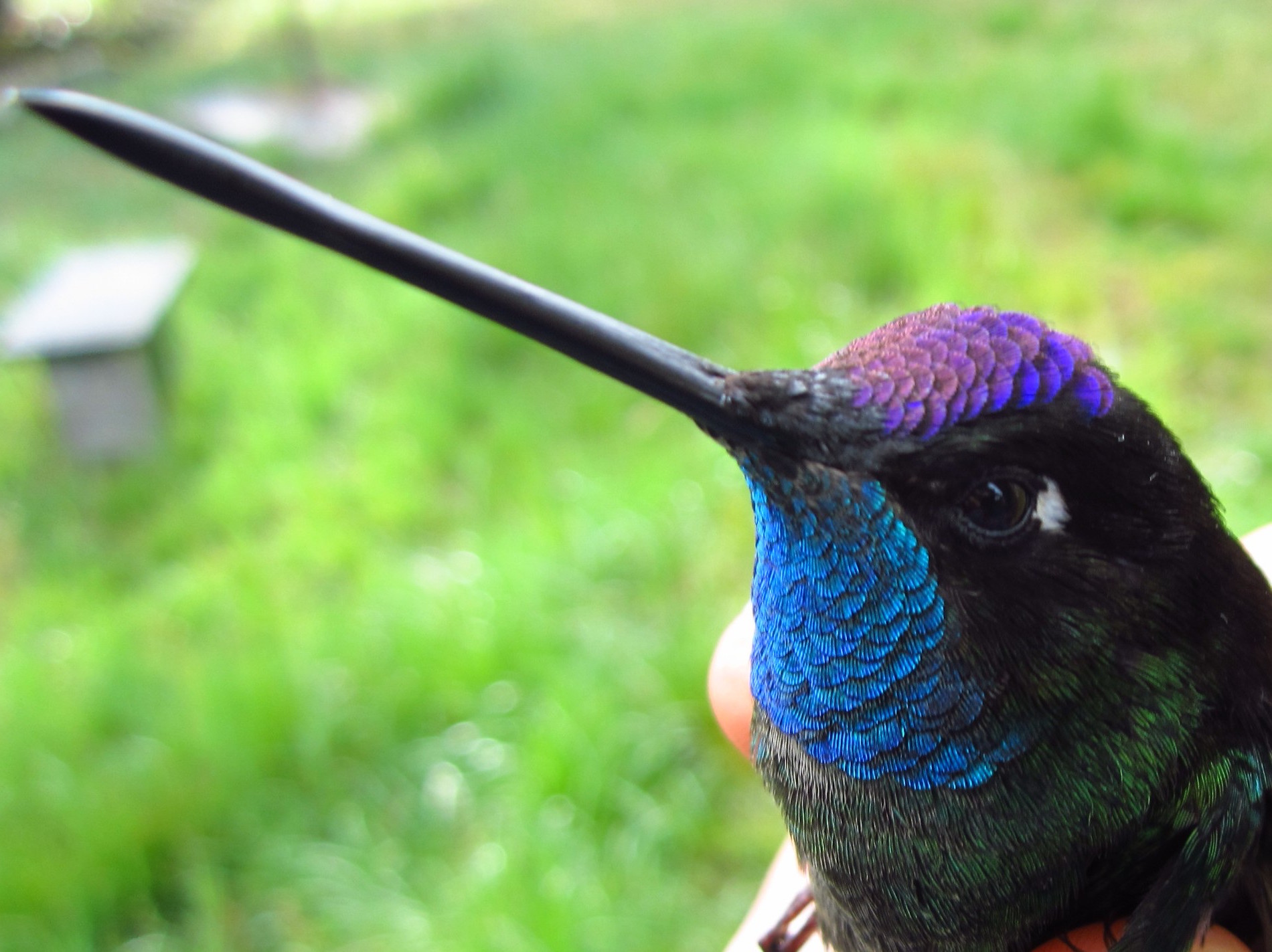 Heavier hummingbirds can outmaneuver their smaller relatives