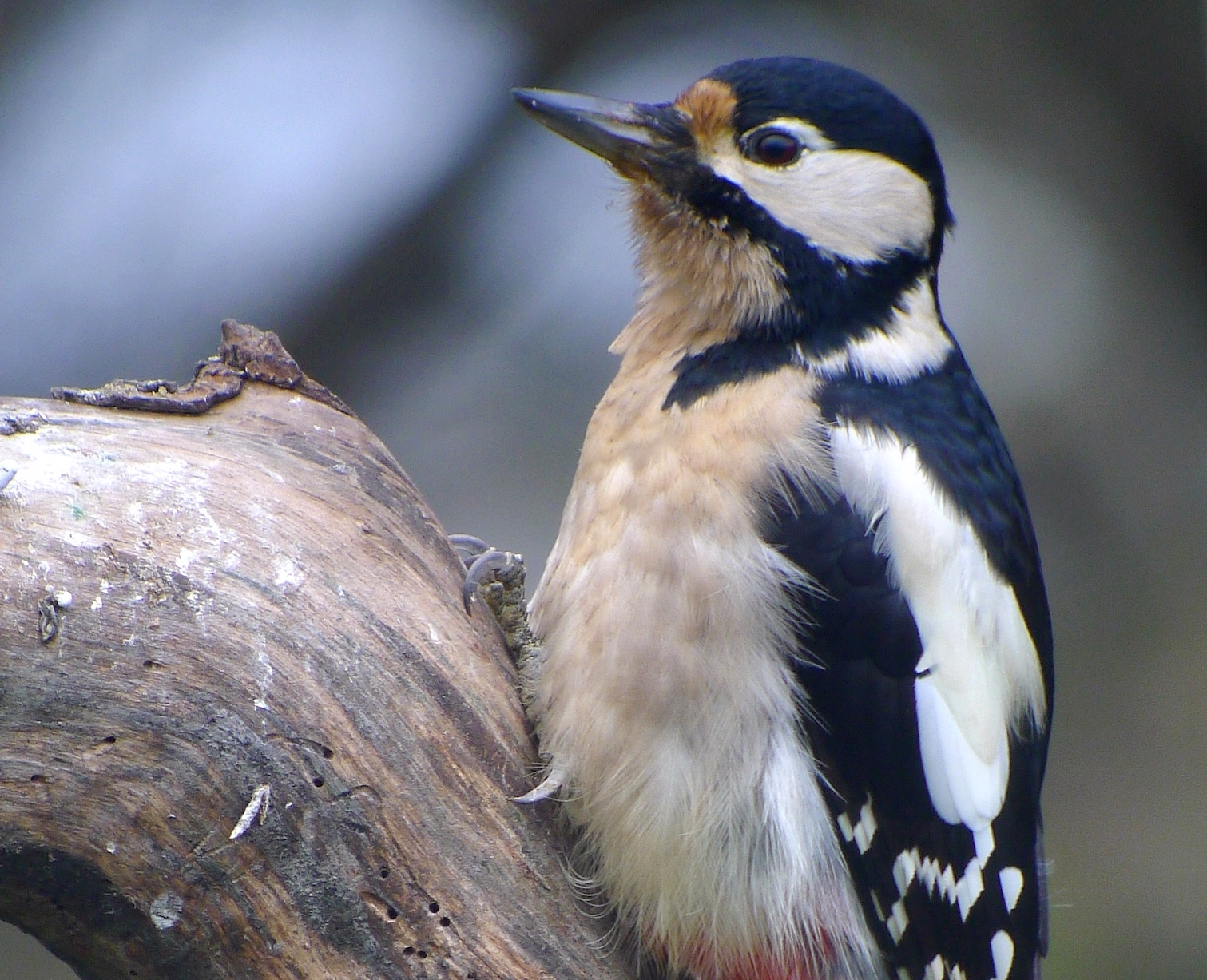 Woodpeckers recognize each other by their unique pecking patterns